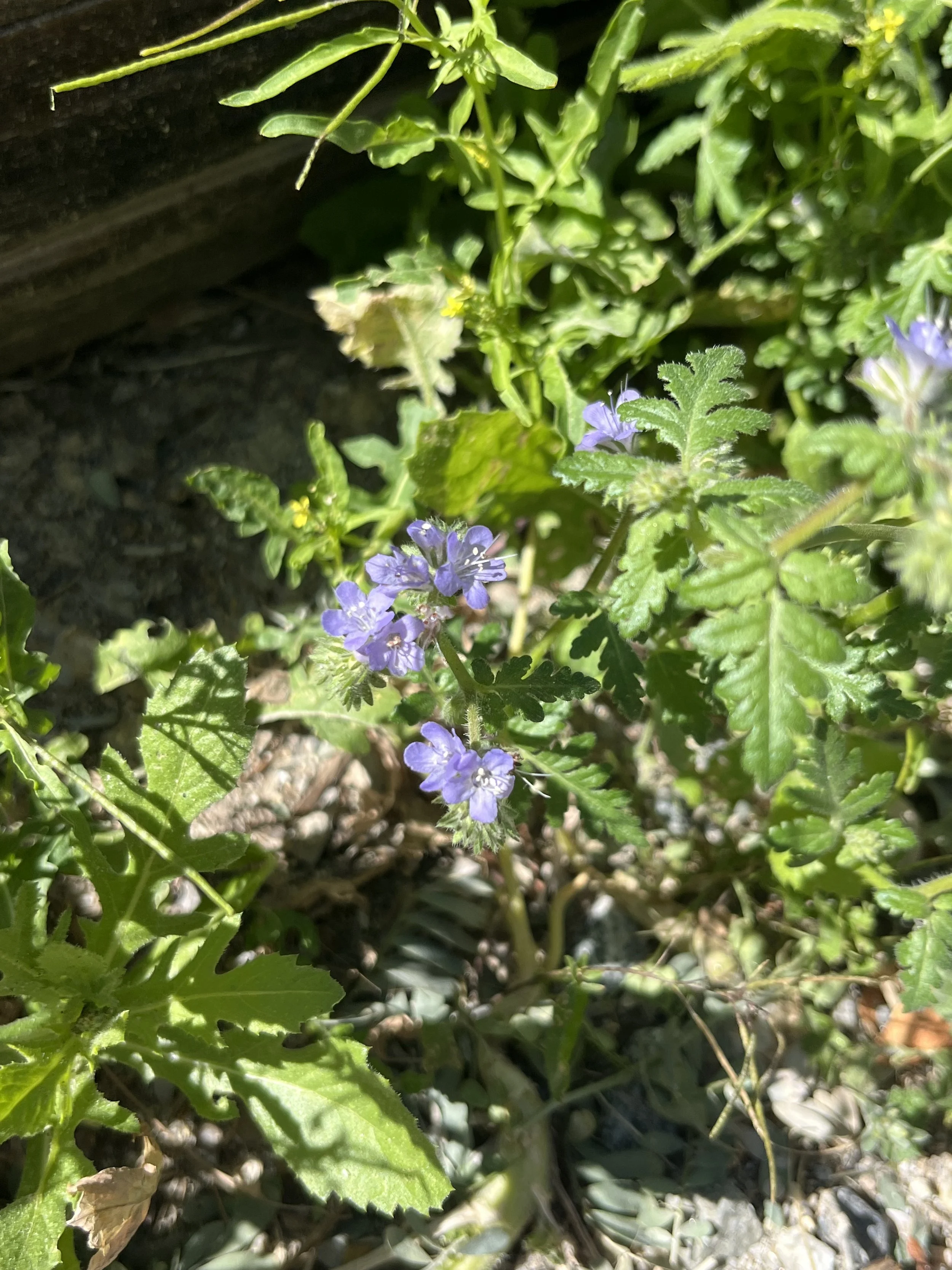 Phacelia distans // Distant Phacelia