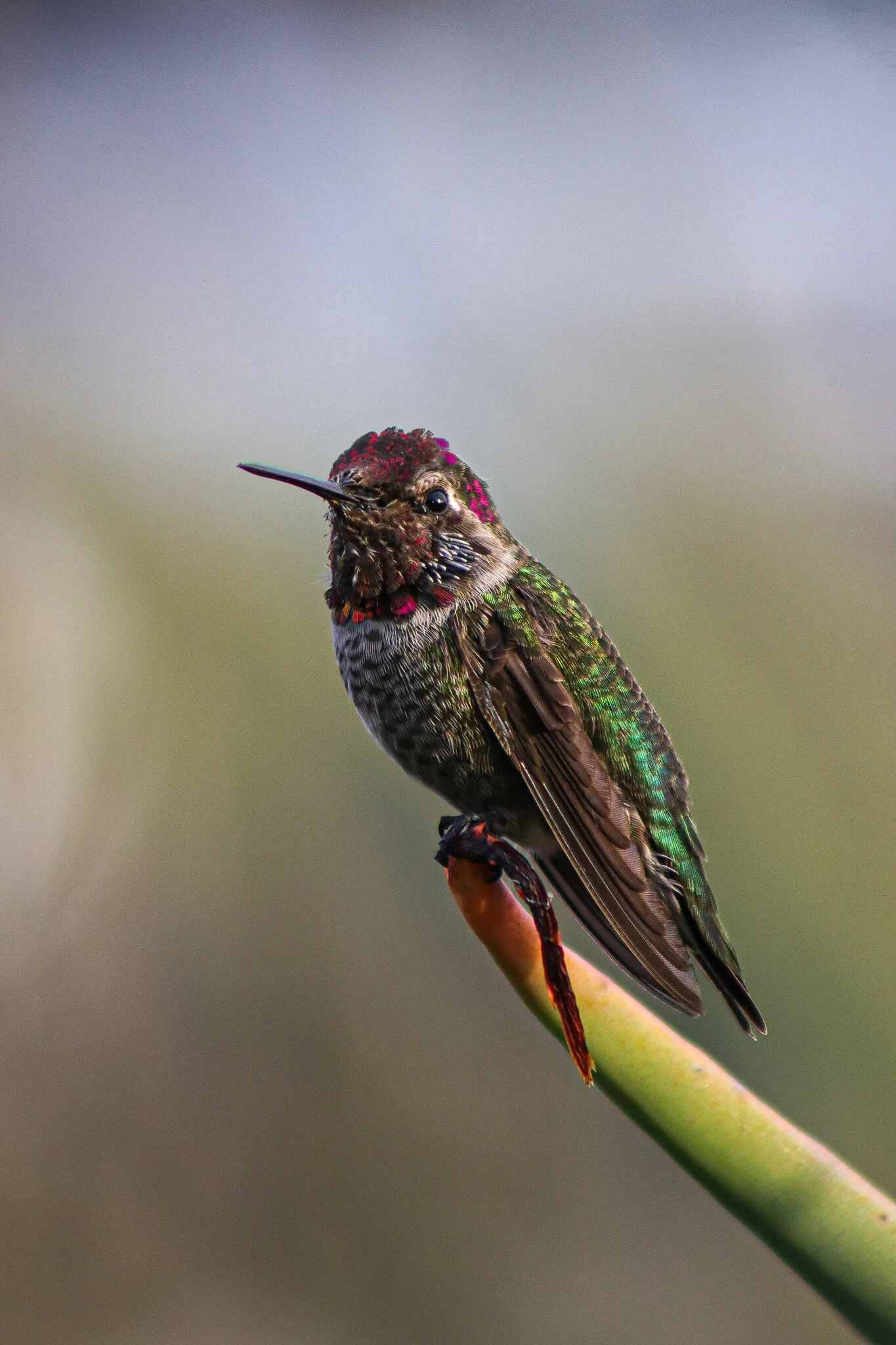 Anna's Hummingbird // Calypte anna