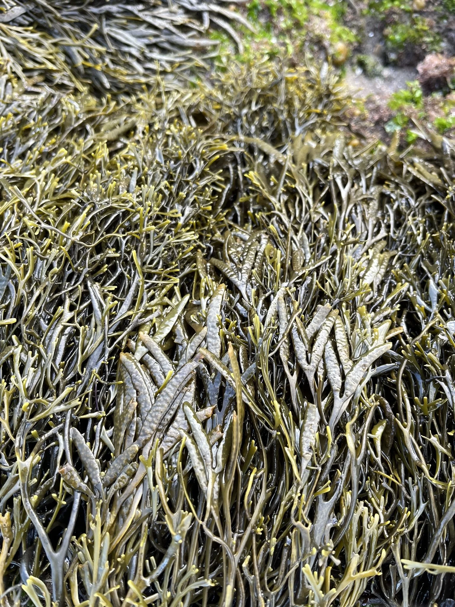 Silvetia compressa // Golden Rockweed