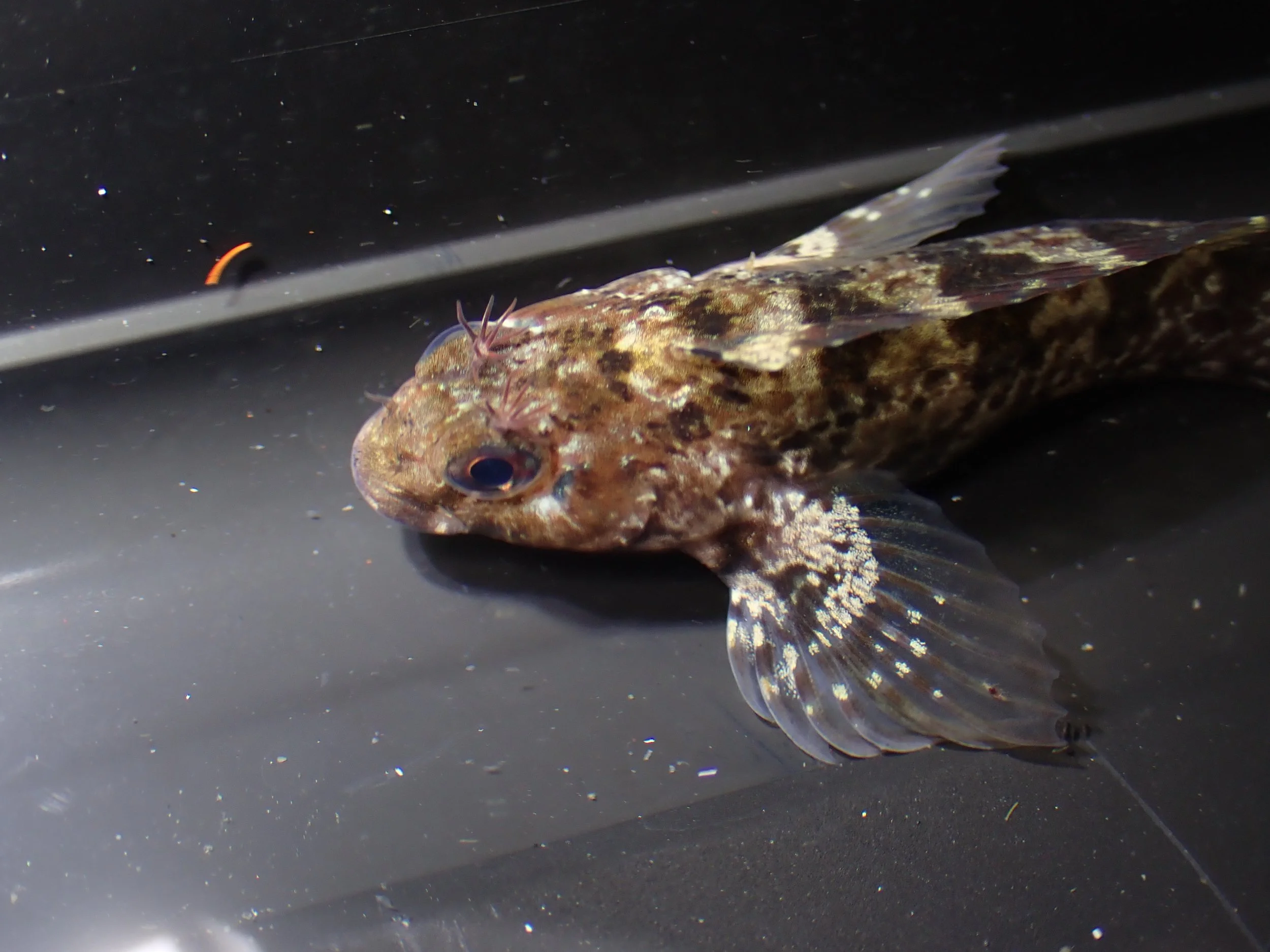 Hypsoblennius gilberti // Notchbrow Blenny 