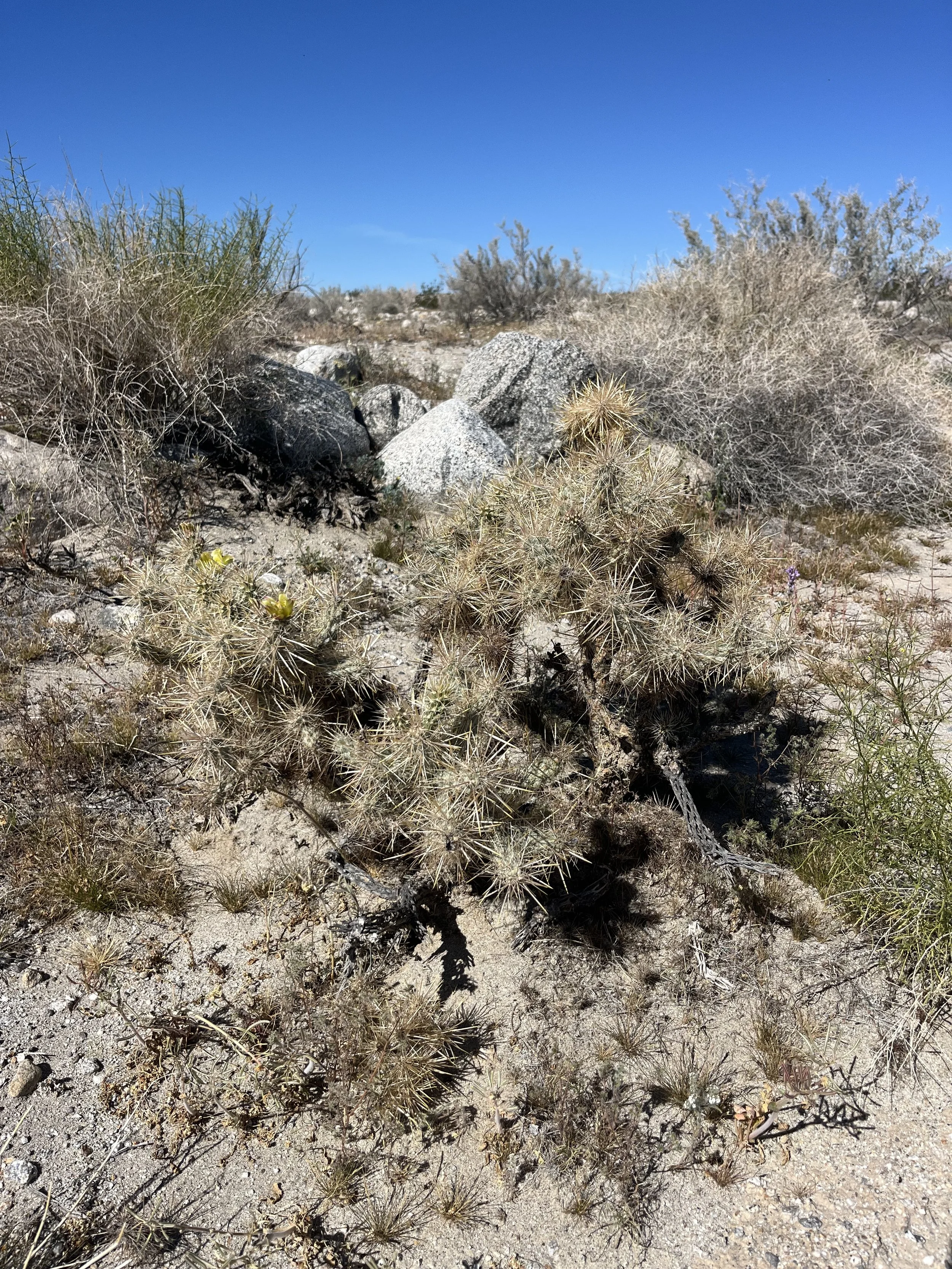 Cylindropuntia echinocarpa // Silver Cholla