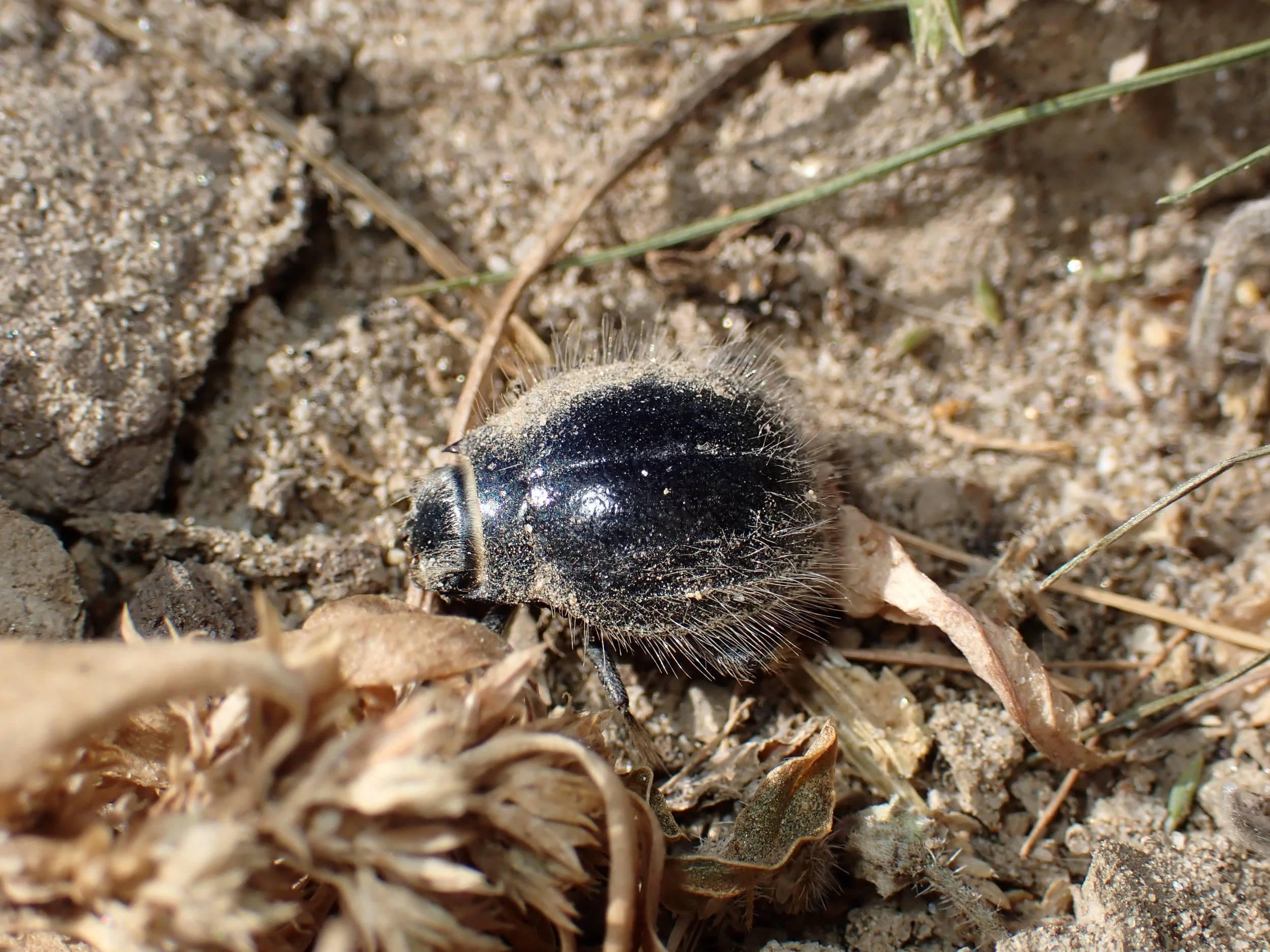 Edrotes ventricosus