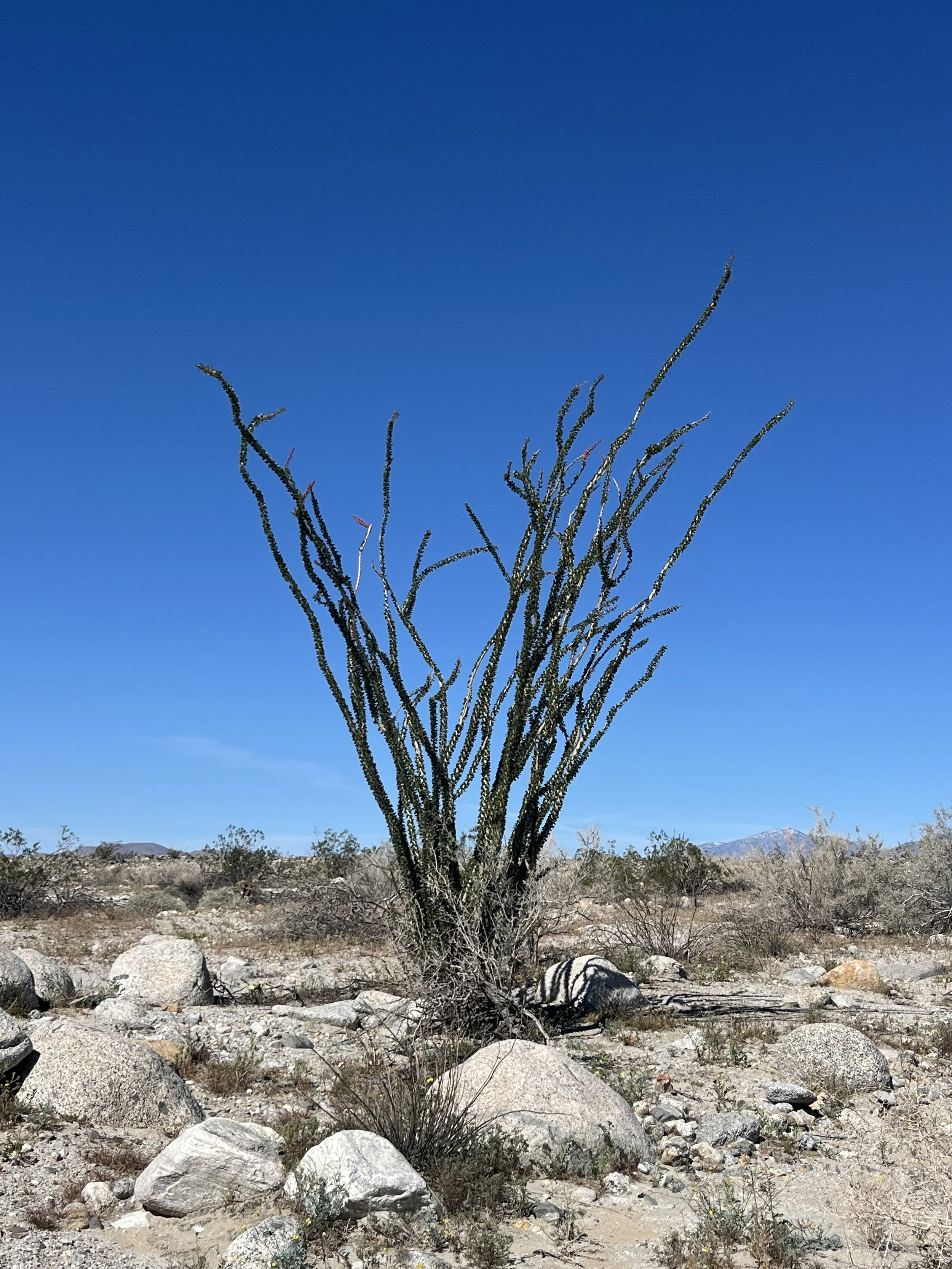 Fouquieria splendens // Ocotillo