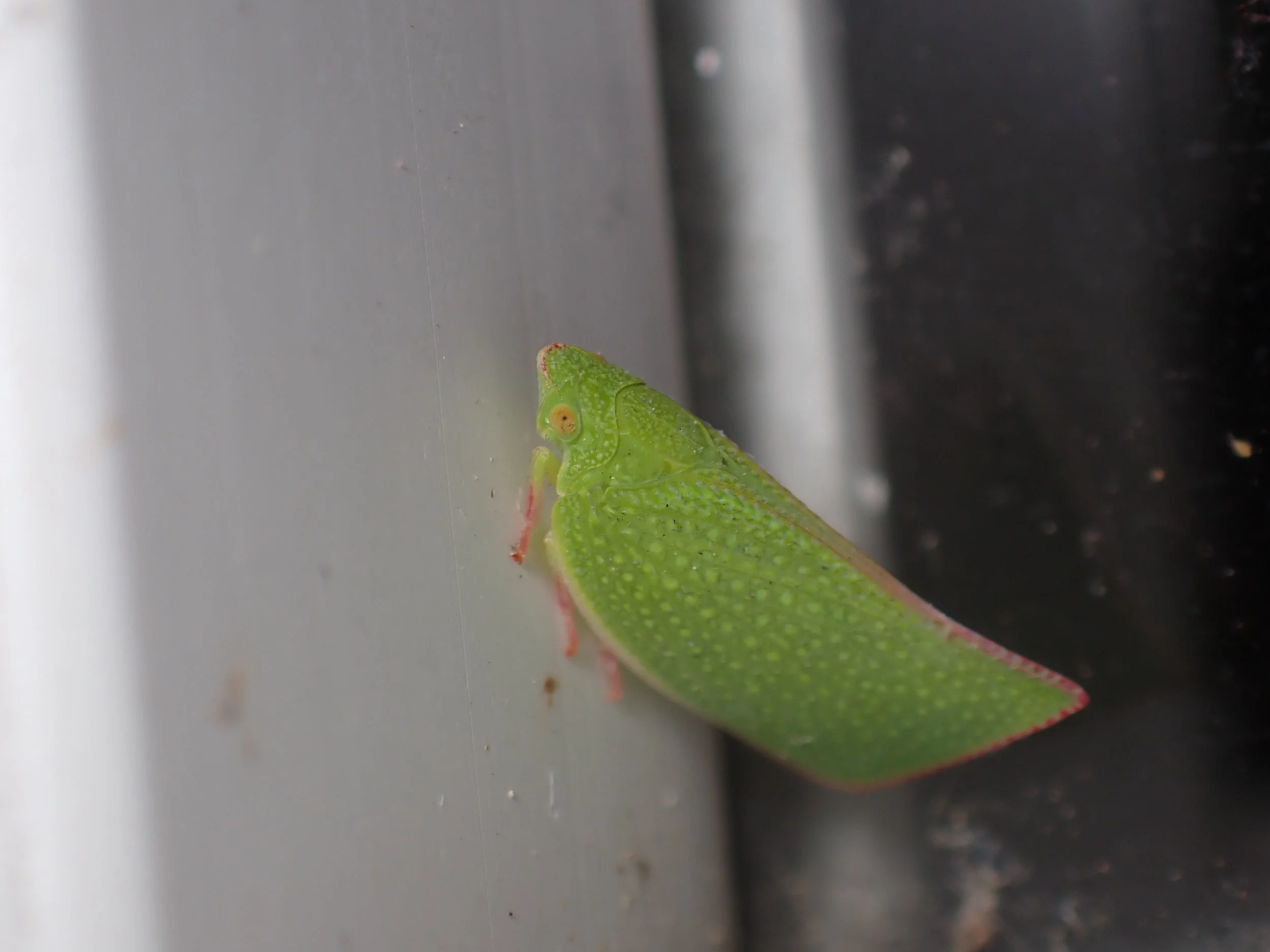 Siphanta acuta // Torpedo Bug