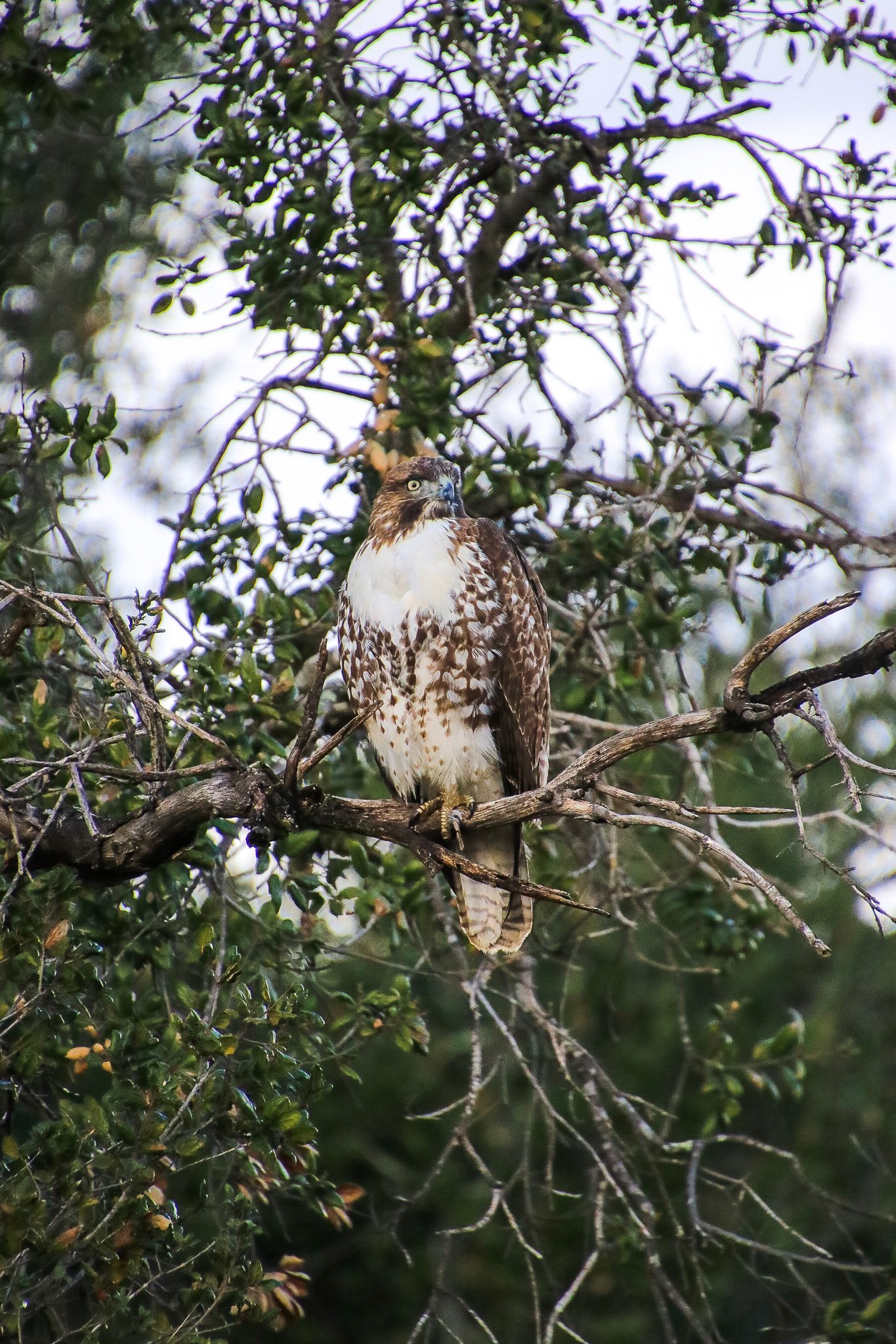 Red-tailed Hawk // Buteo jamaicensis