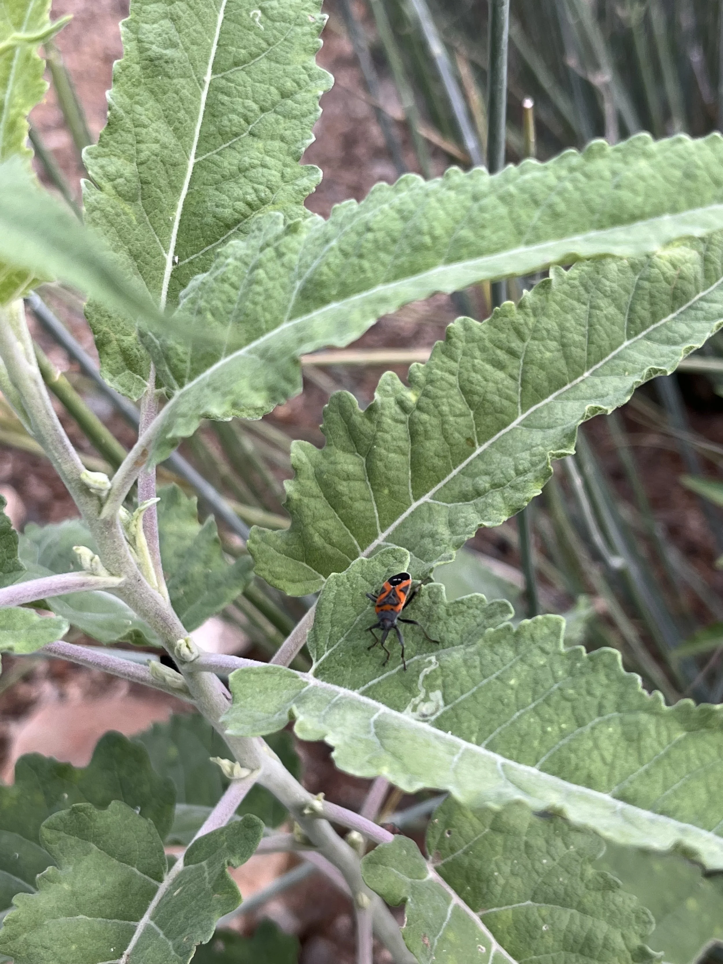 Lygaeus kalmii // Small Milkweed Bug