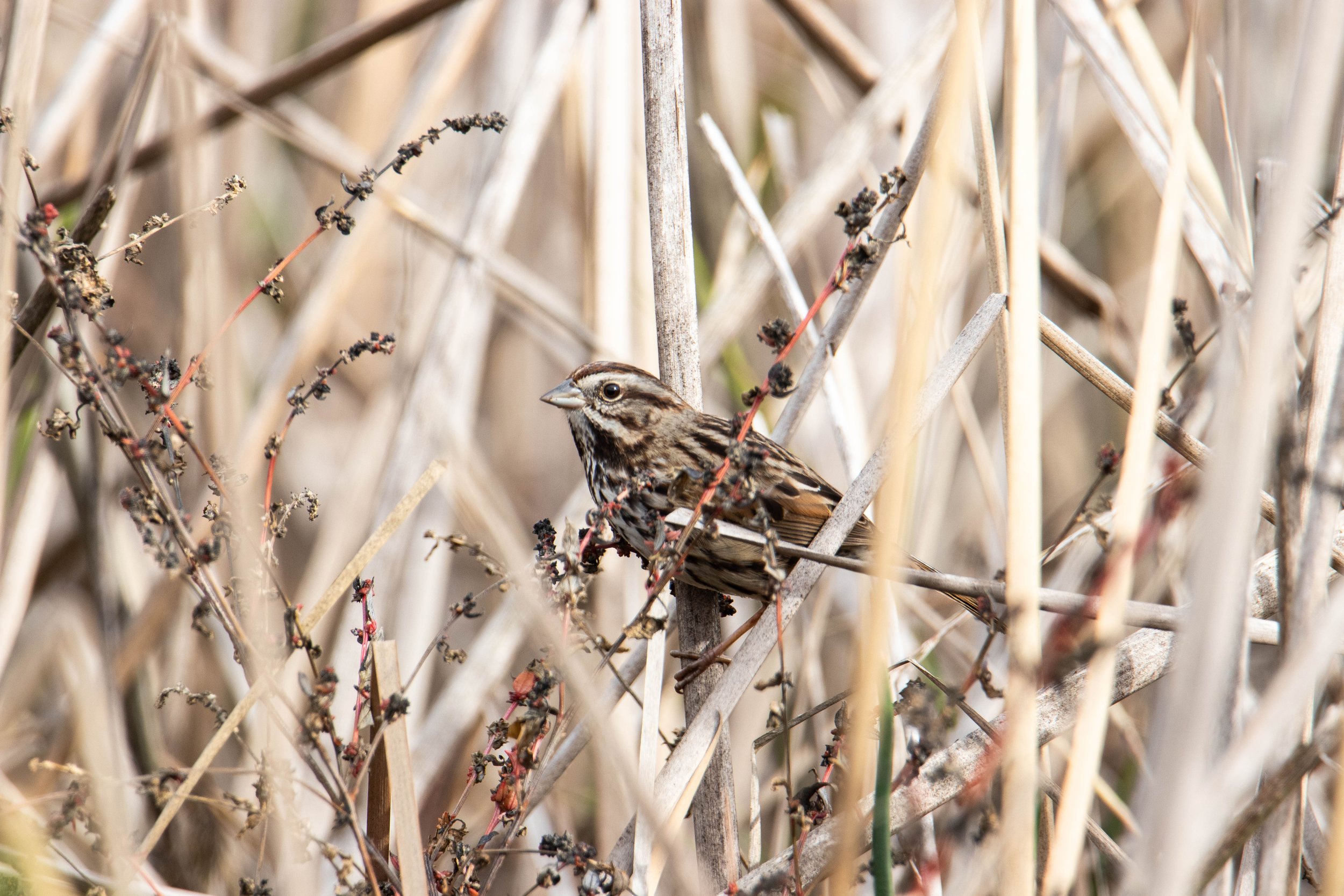 Song Sparrow // Melospiza melodia