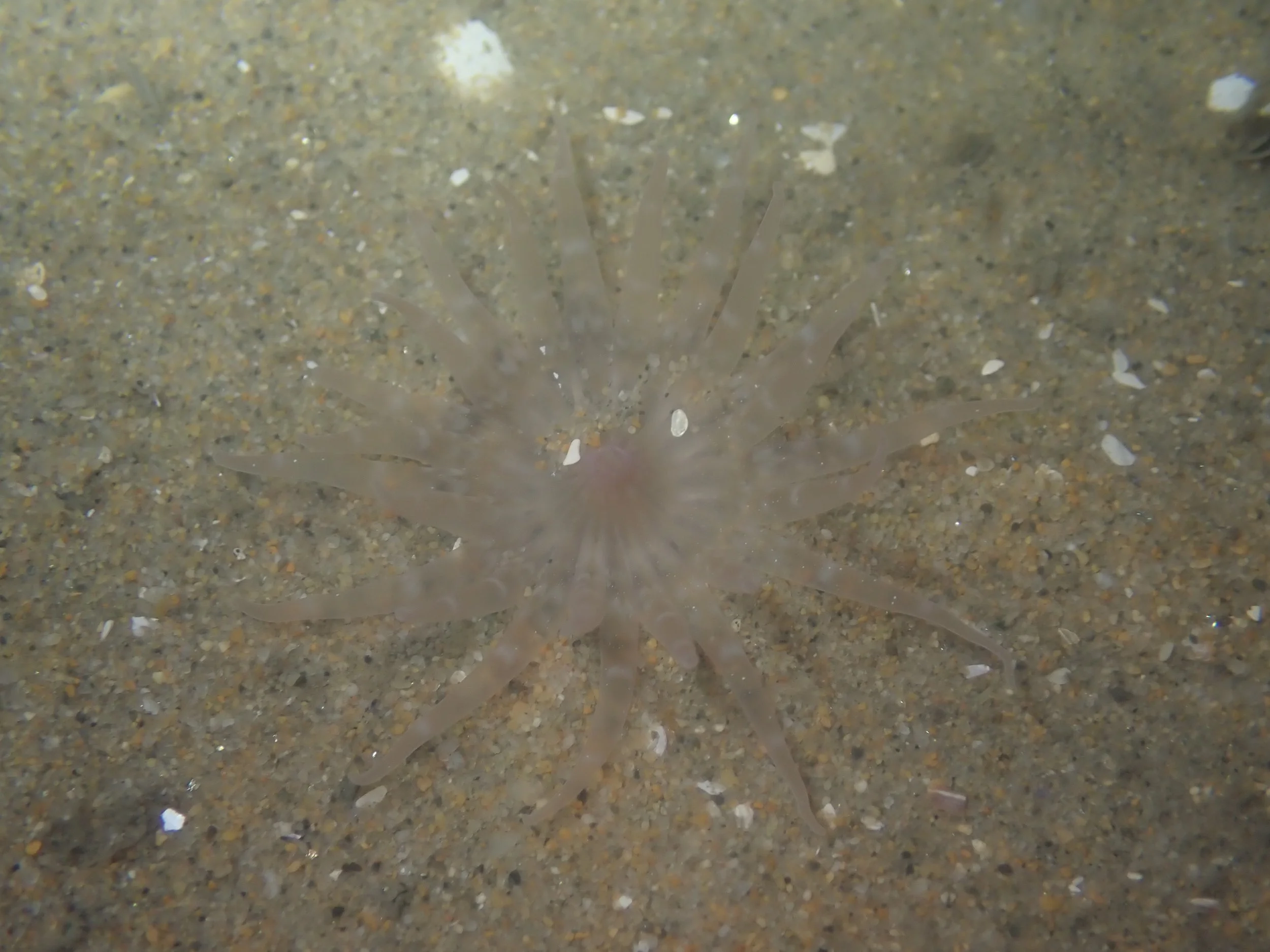 Harenactis attenuata