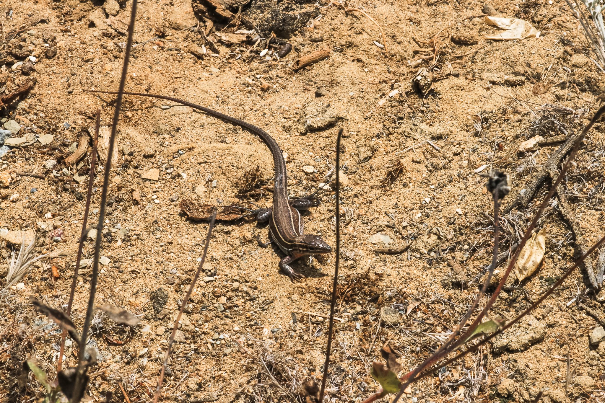Orange-throated Whiptail // Aspidoscelis hyperythrus