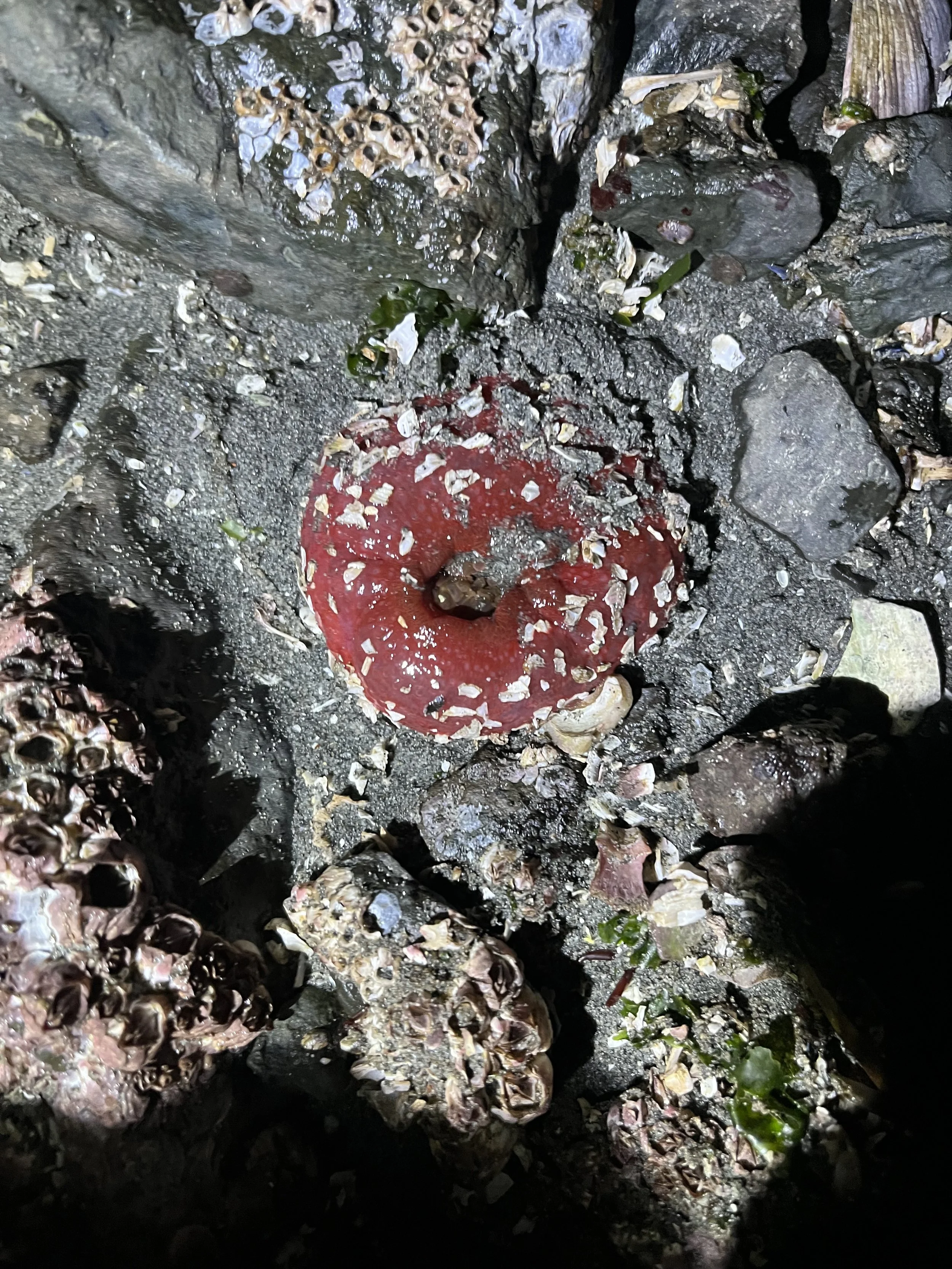 Urtibrina clandestina // Pacific Stubby Rose Anemone -- Photo Credit: Yueqi Wang