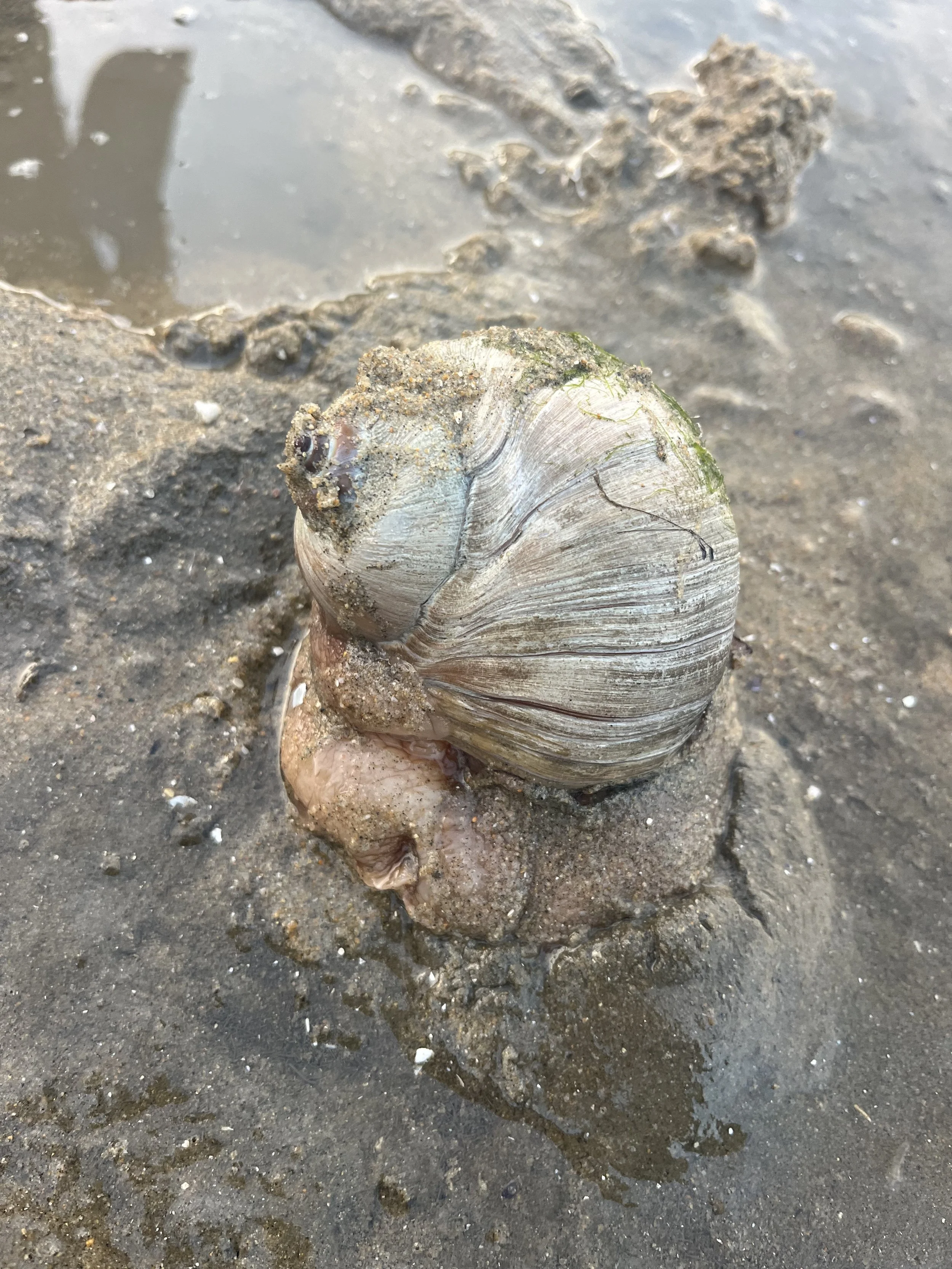 Neverita lewisii // Lewis's Moon Snail