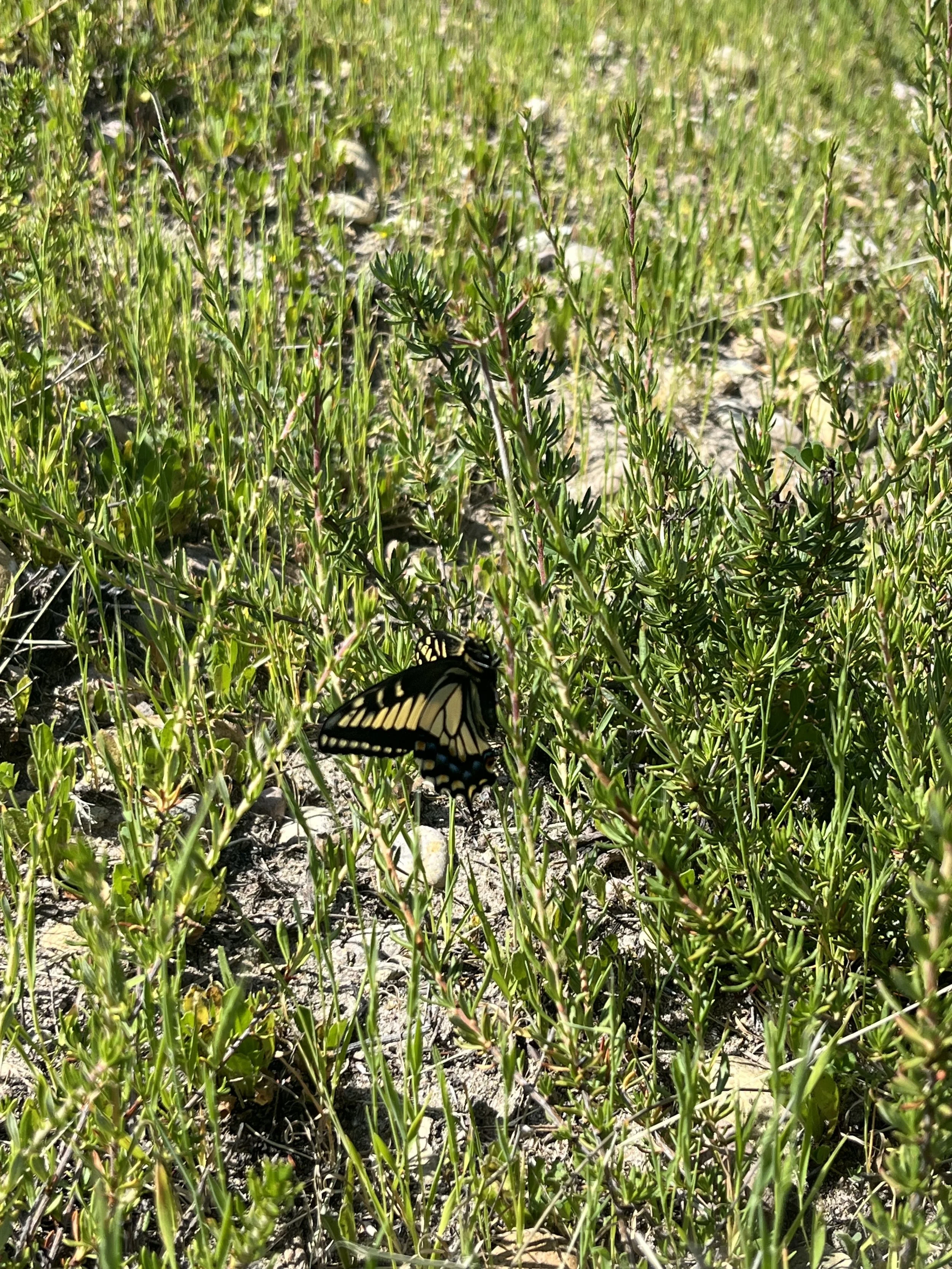 Papilio zelicaon // Anise Swallowtail