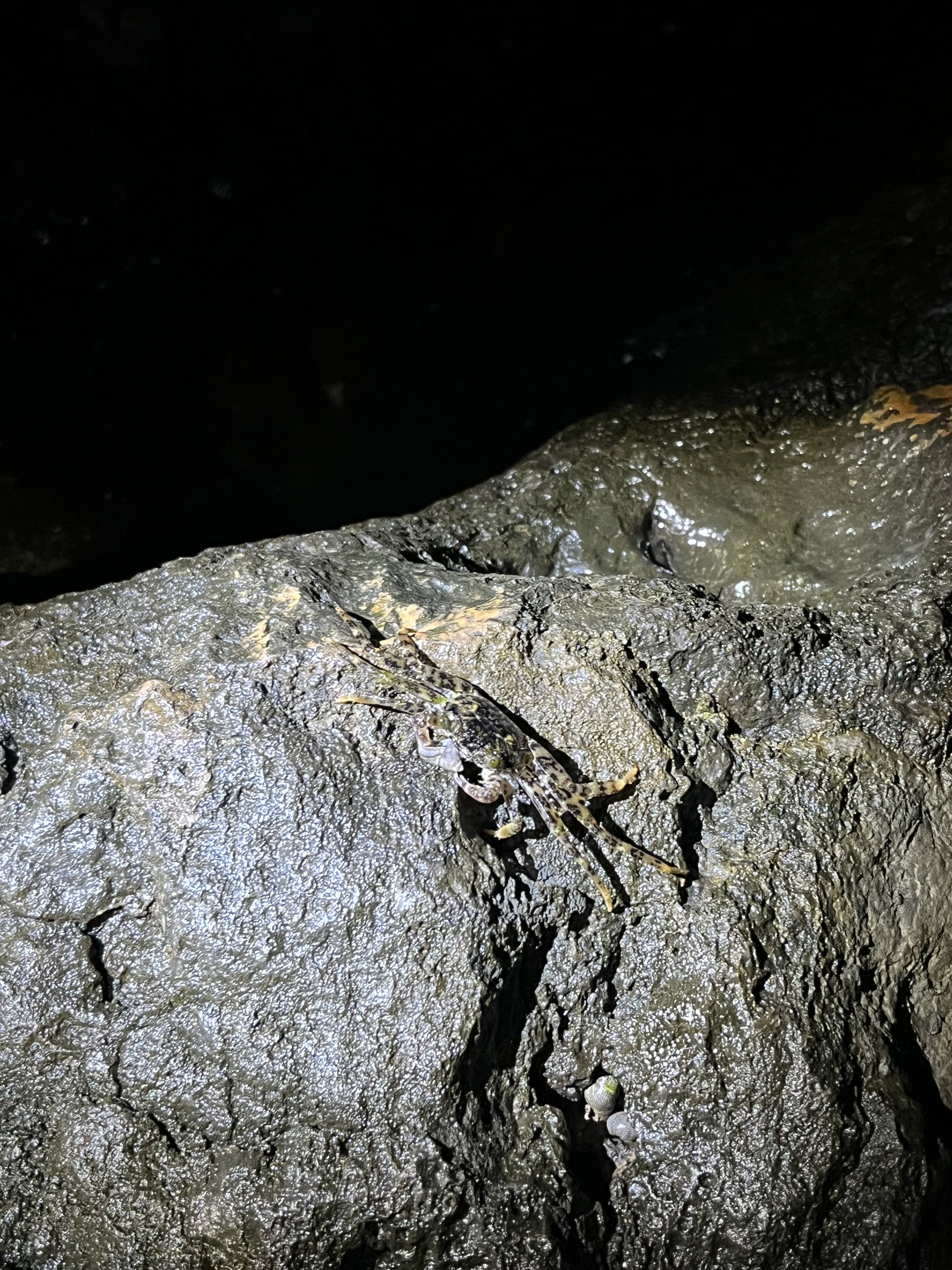 Grapsus longitarsis // Long-tarsus Sally-Lightfoot