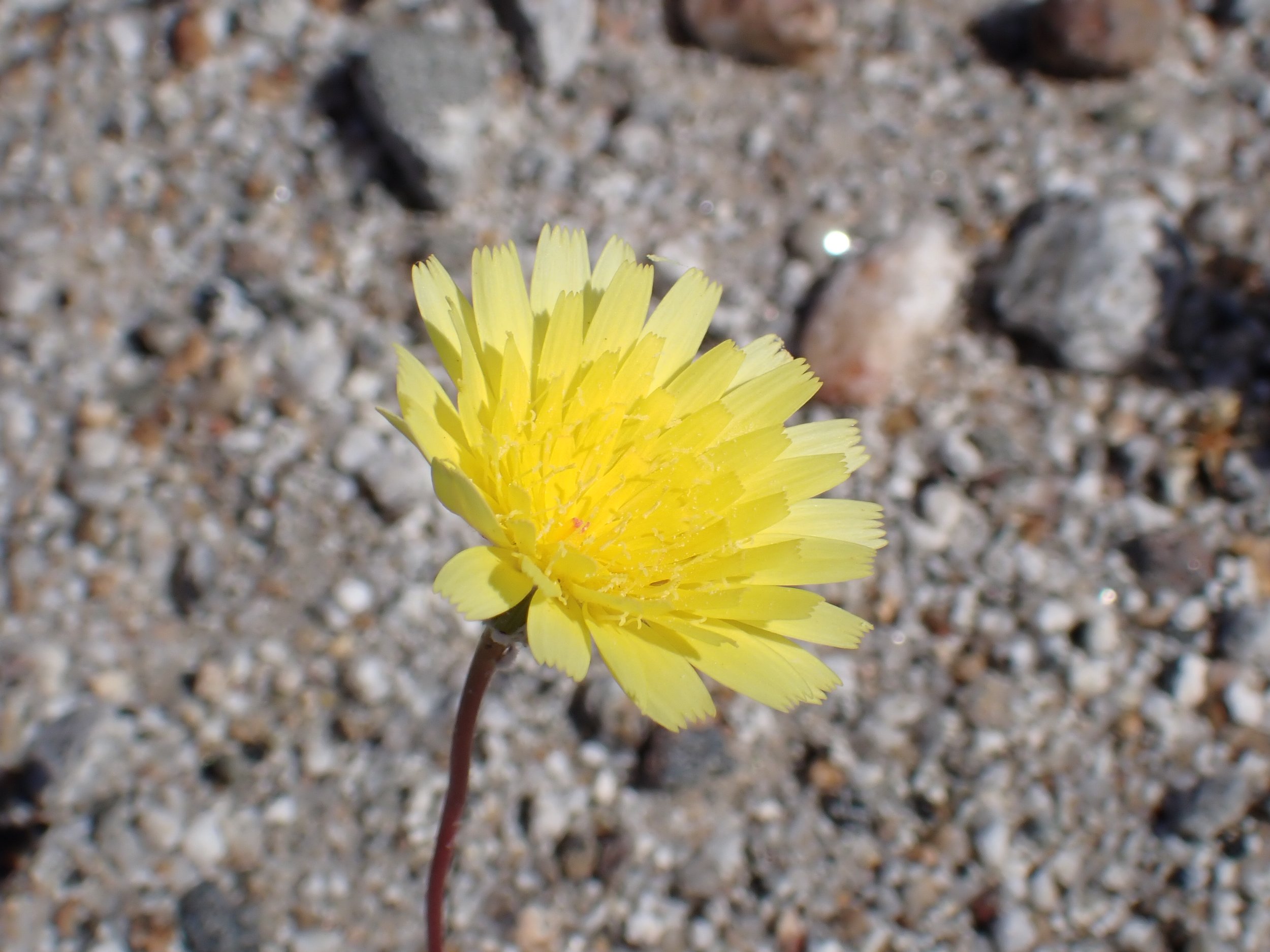 Malacothrix glabrata // Desert Dandelion