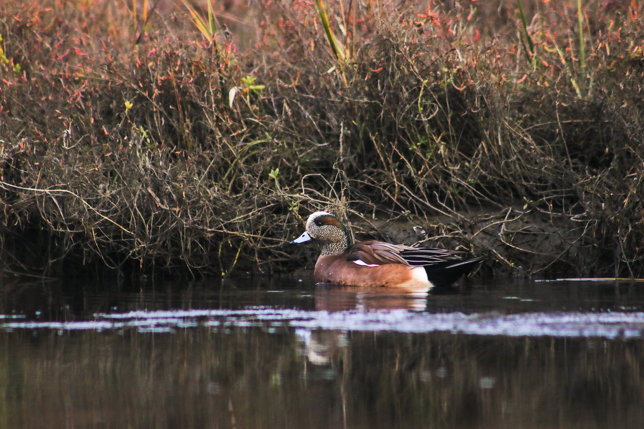 American Wigeon // Mareca americana