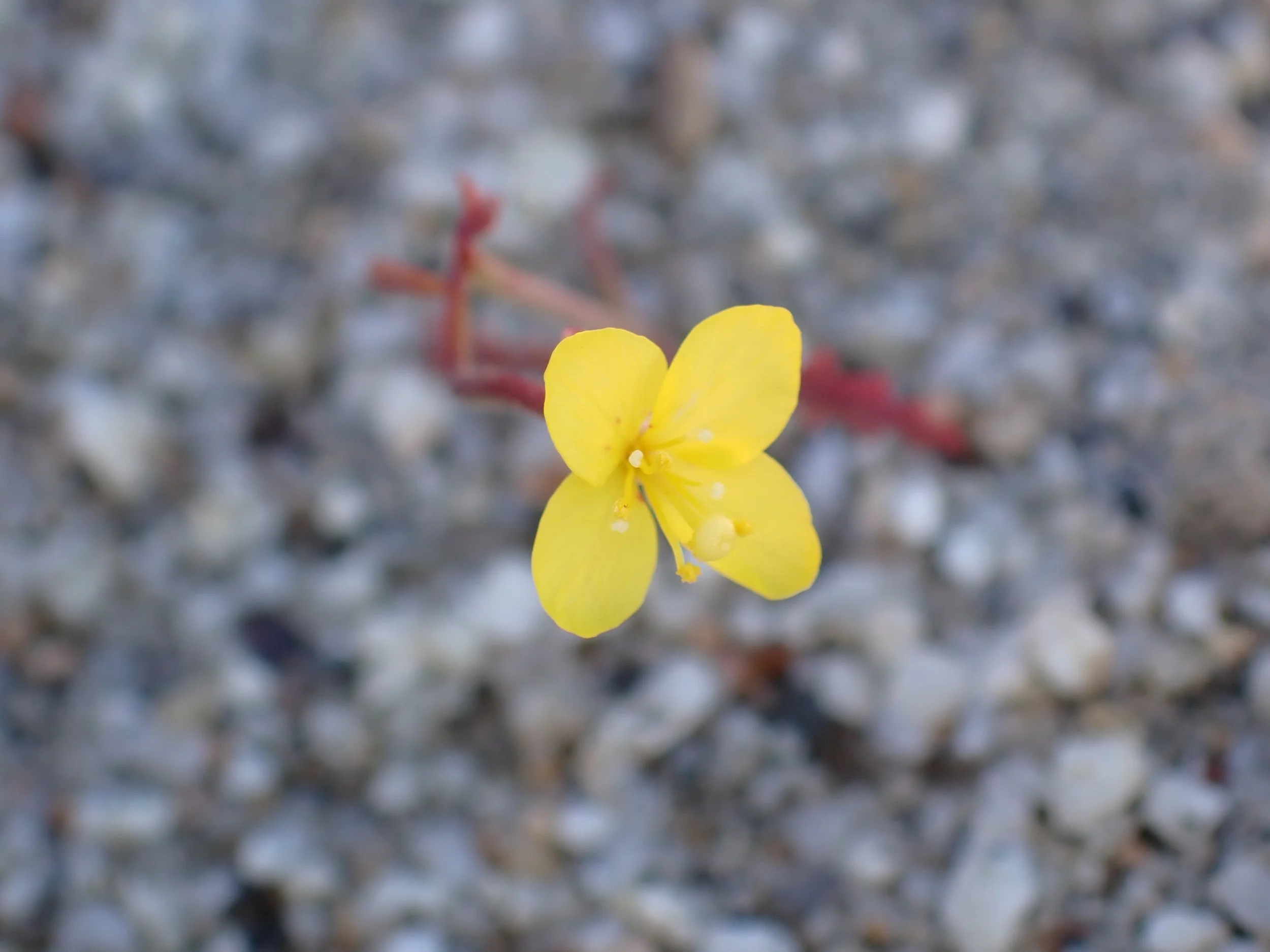 Eulobus californicus // California Primrose