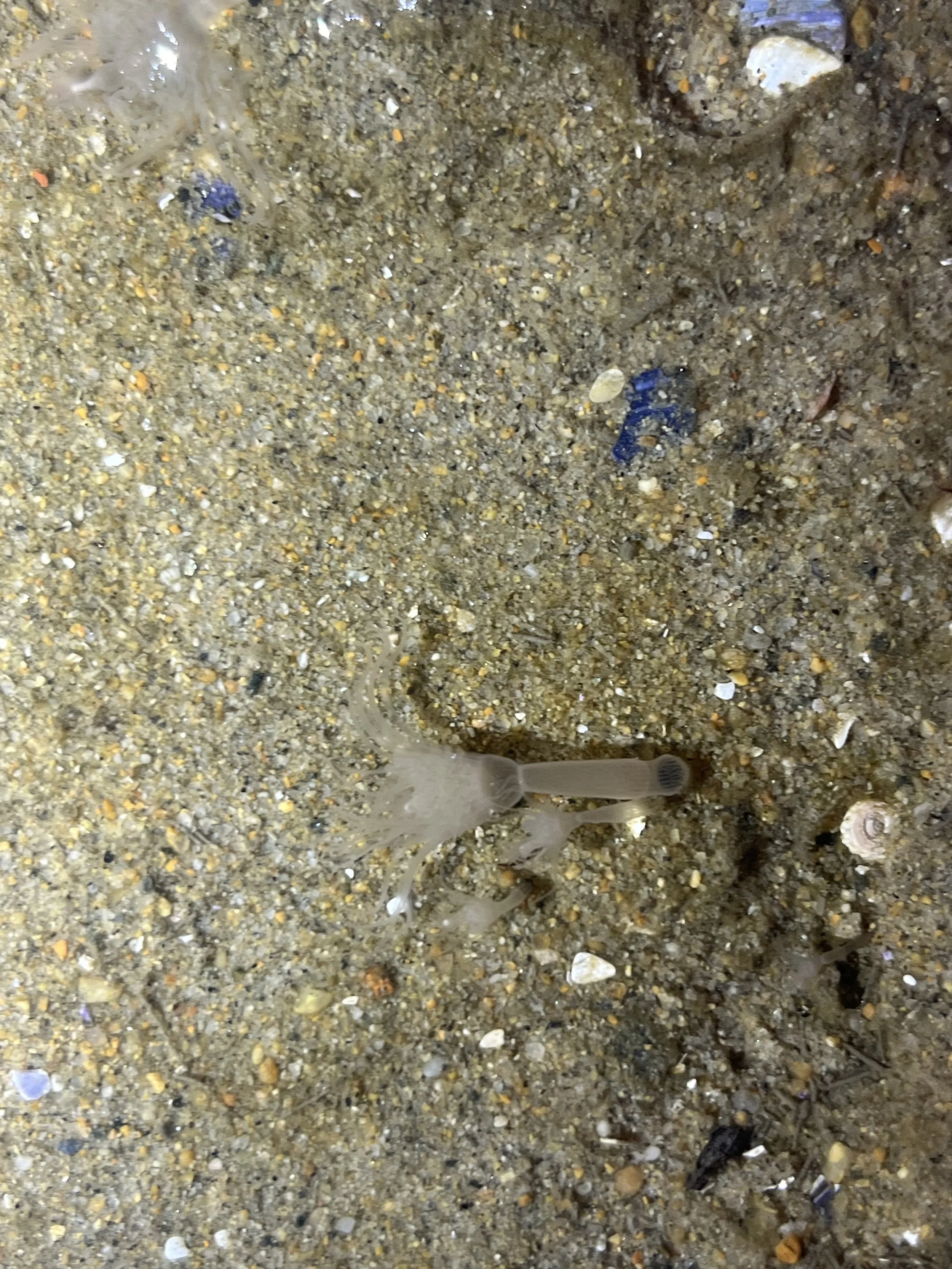 Corymorpha palma // Fairy Palm Hydroid