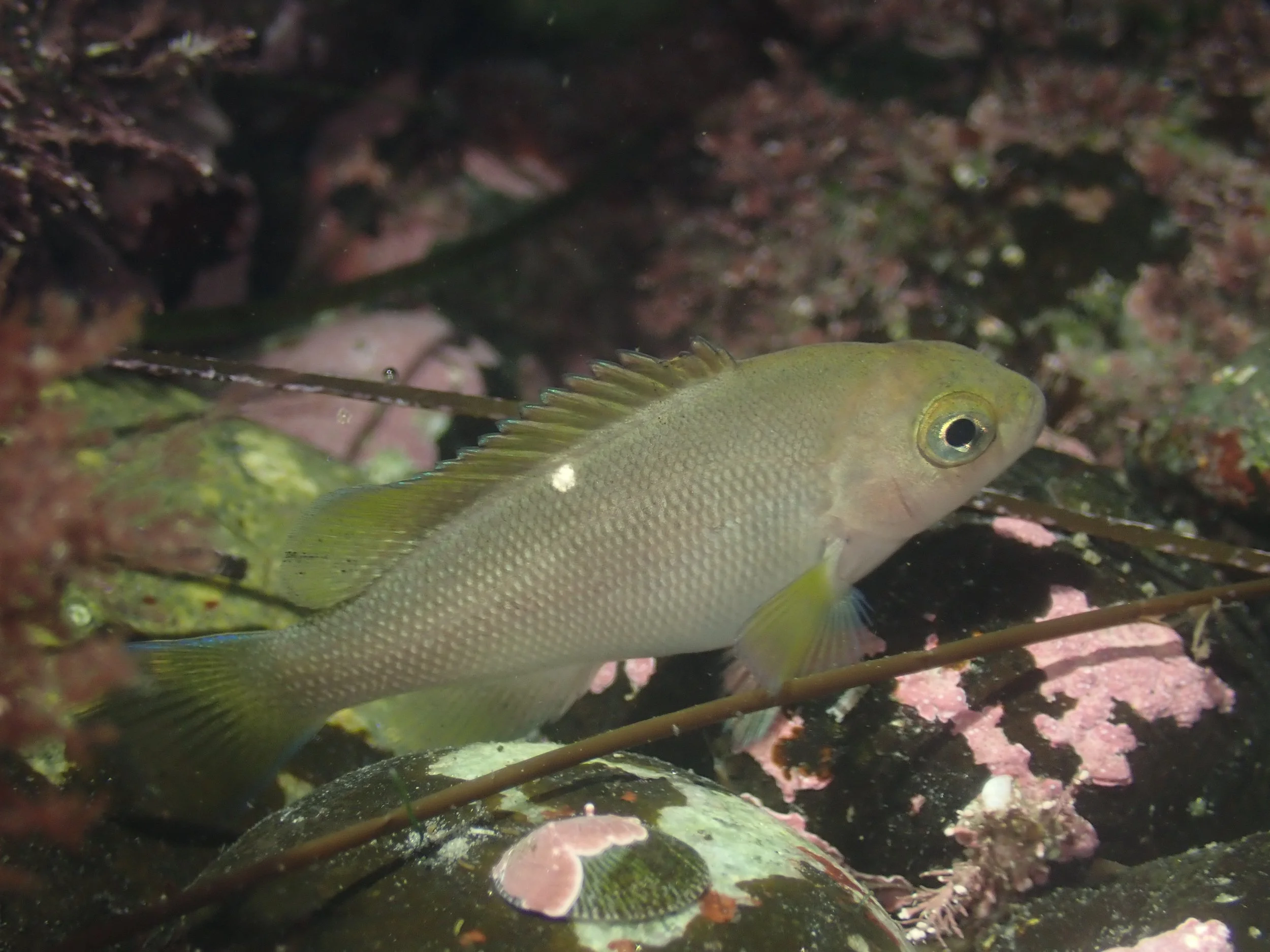 Girella nigricans // Opaleye