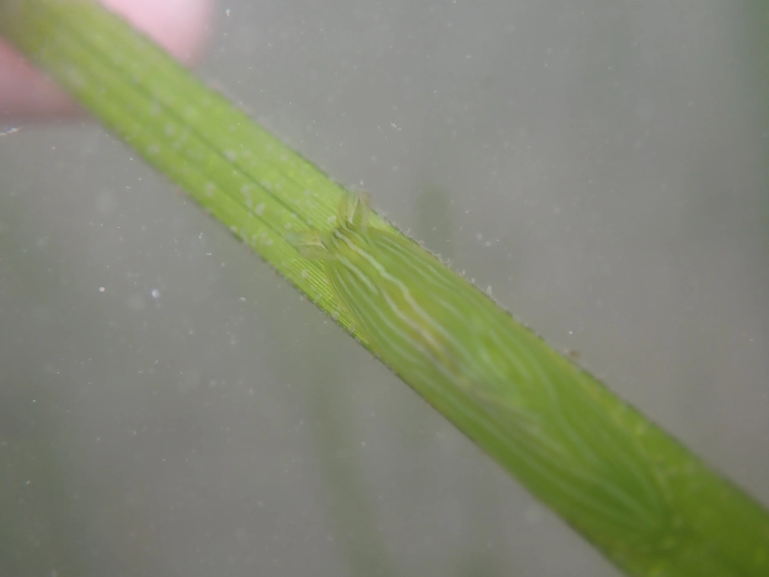 Phyllaplysia taylori // Taylor's Seahare