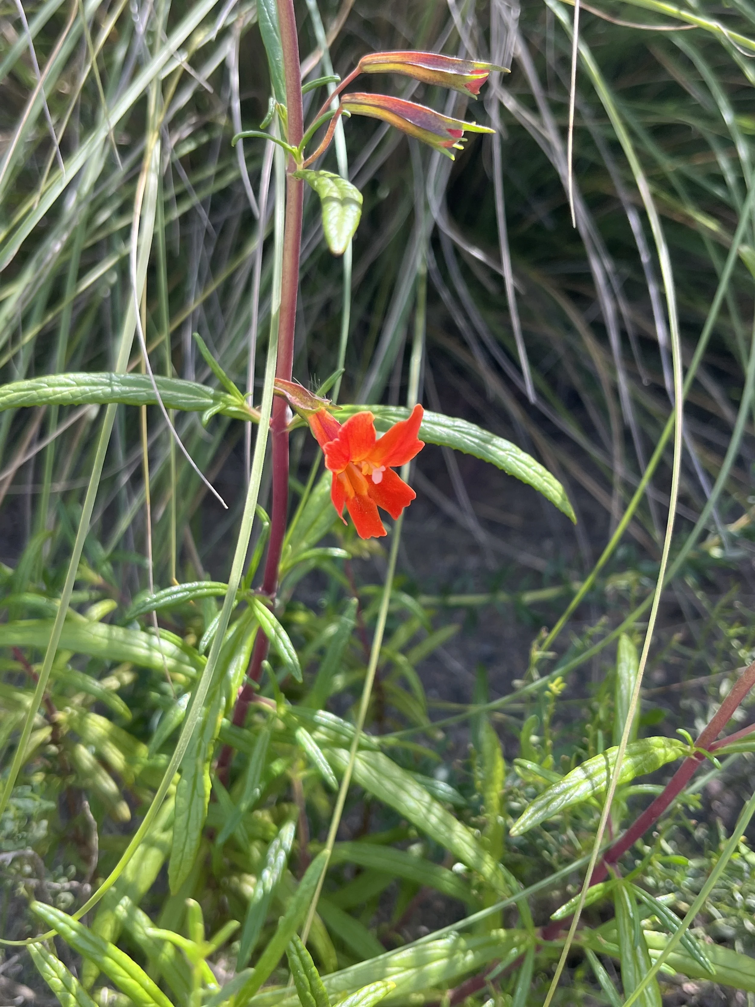 Diplacus puniceus // Red Bush Monkeyflower