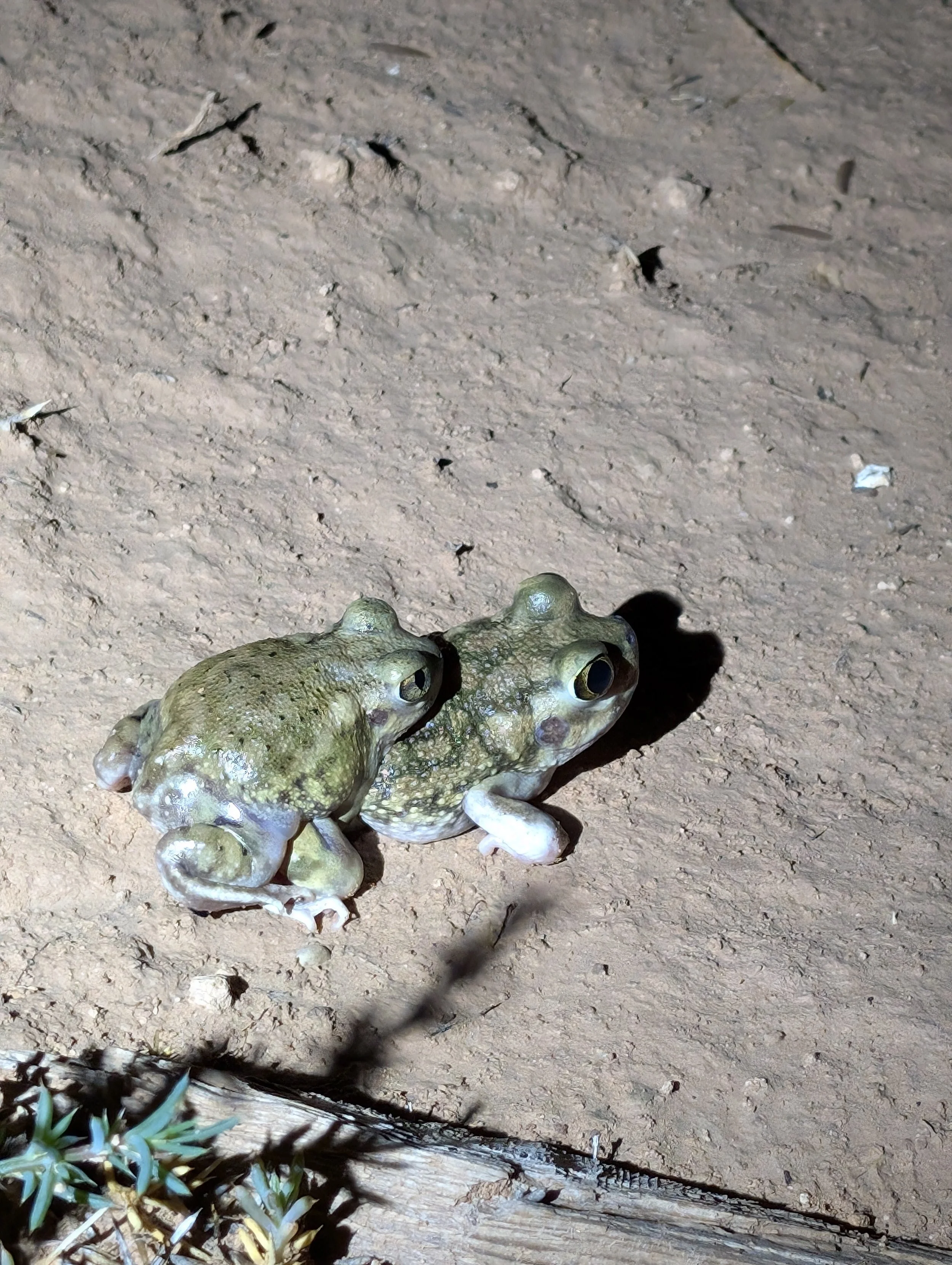 Scaphiopus couchii // Couch's Spadefoot -- Photo Credit: Nate Kenny