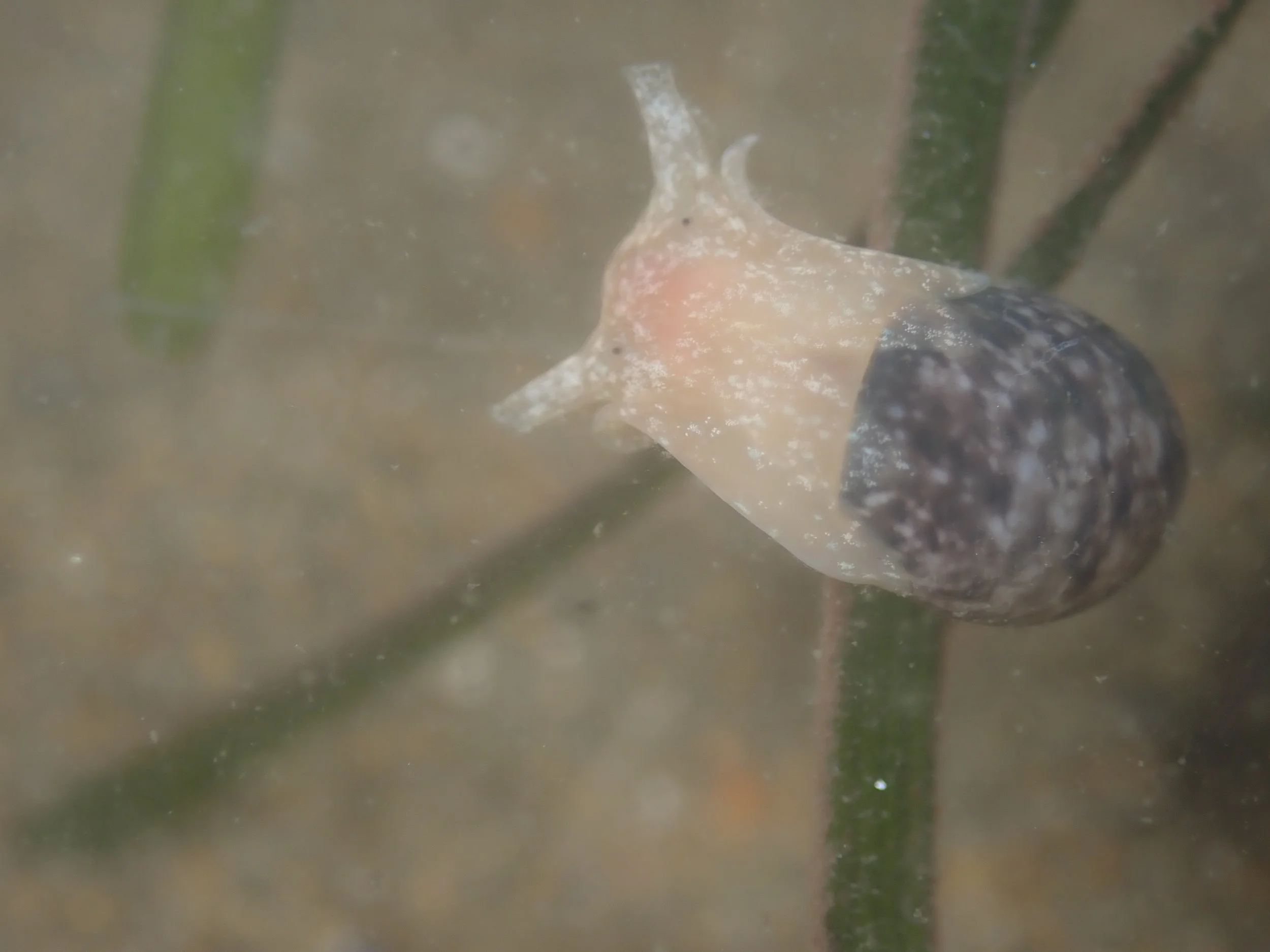 Bulla gouldiana // Cloudy Bubble Snail