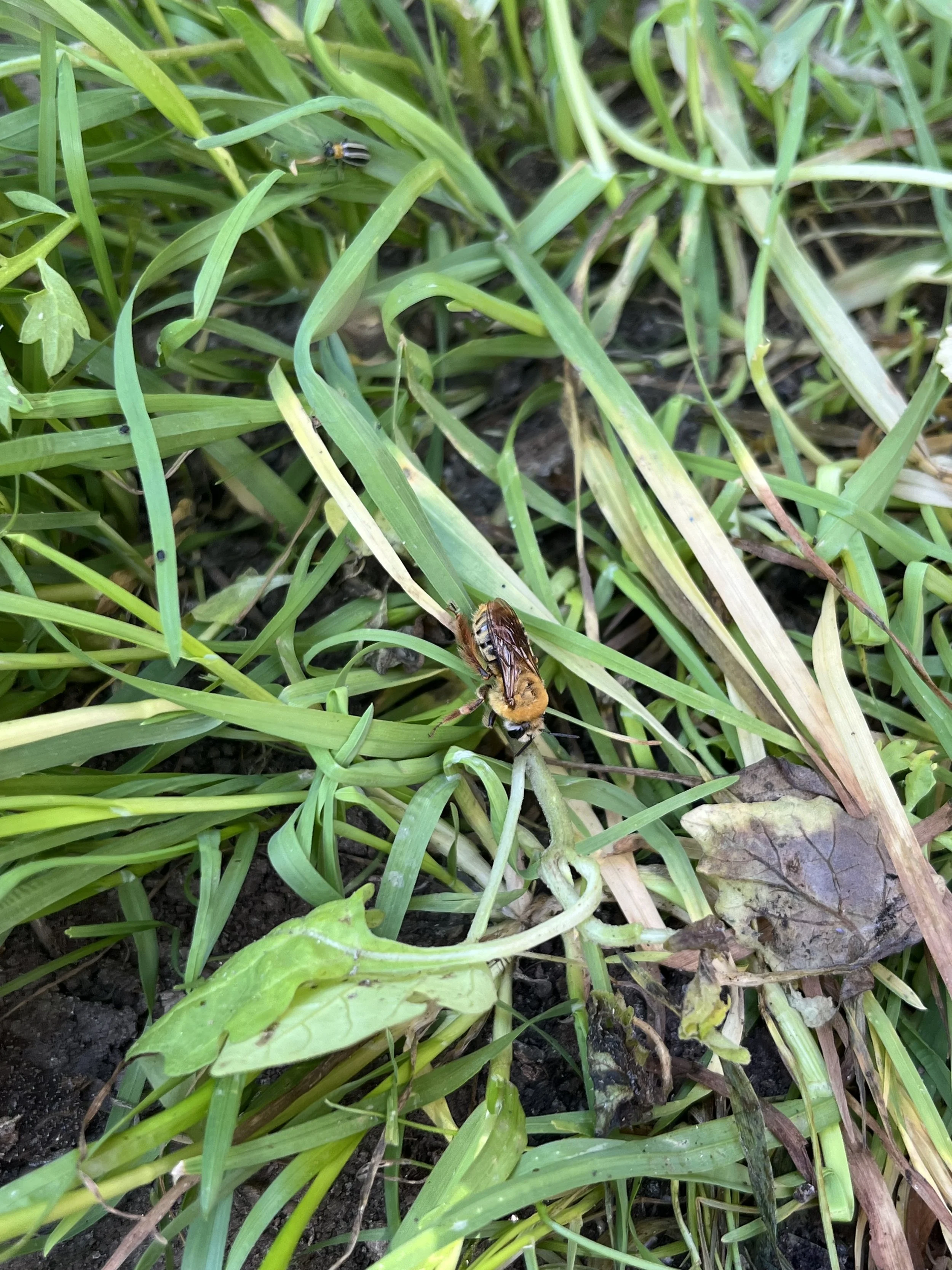 Xenoglossa strenua // Nimble Squash Bee