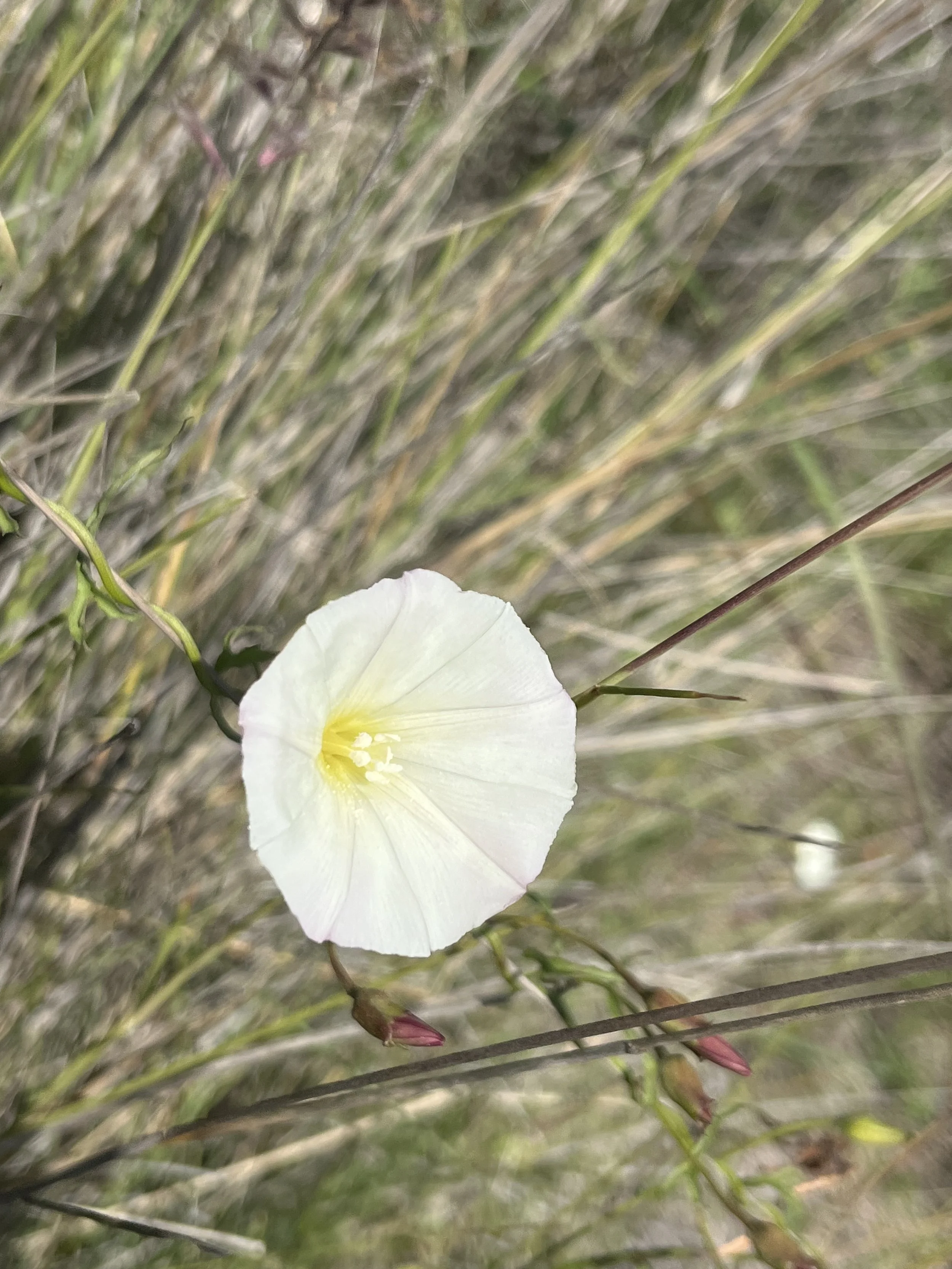 Calystegia macrostegia // Coast Morning Glory
