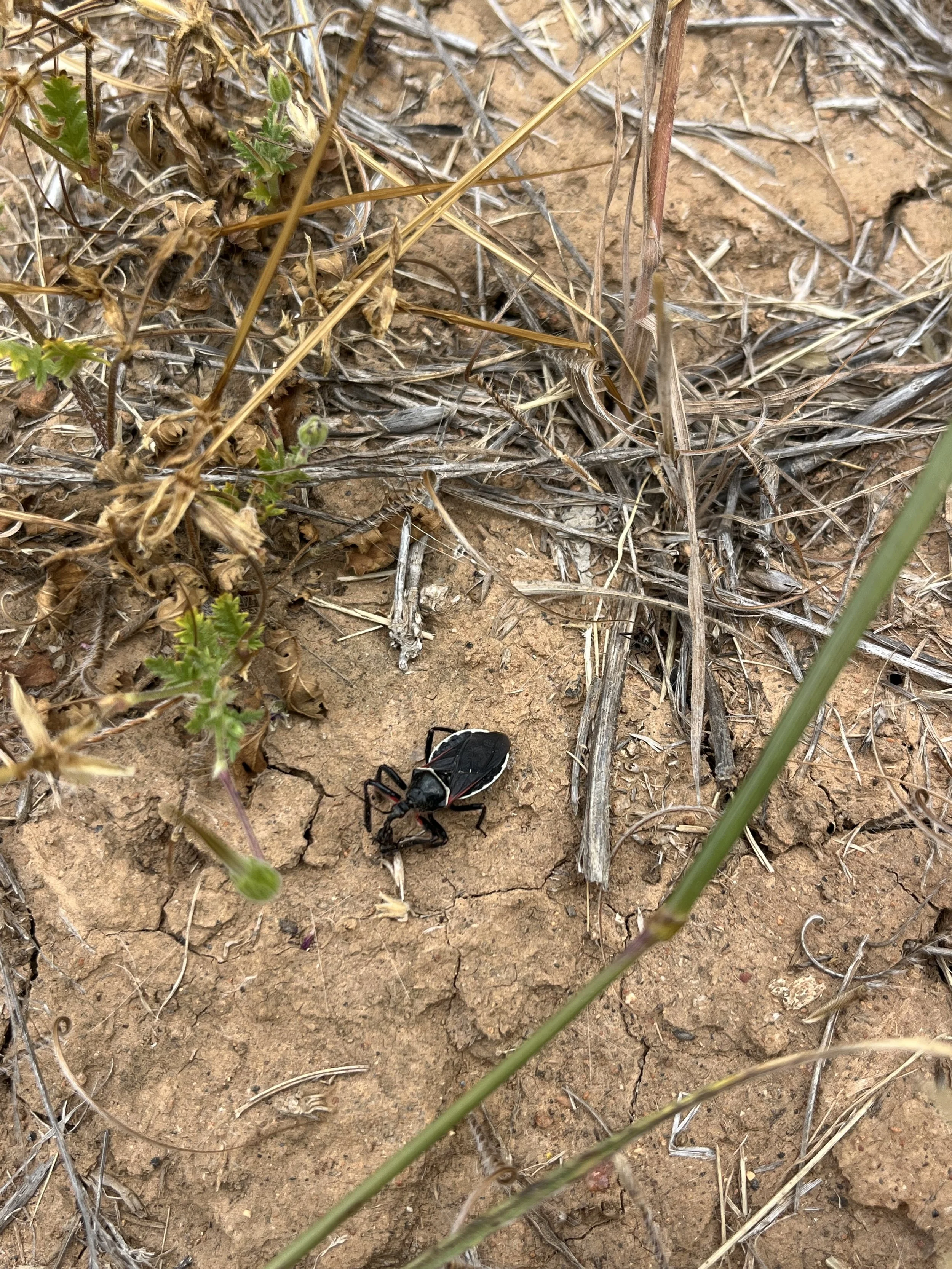 Apiomerus californicus // Califonia Bee Assassin