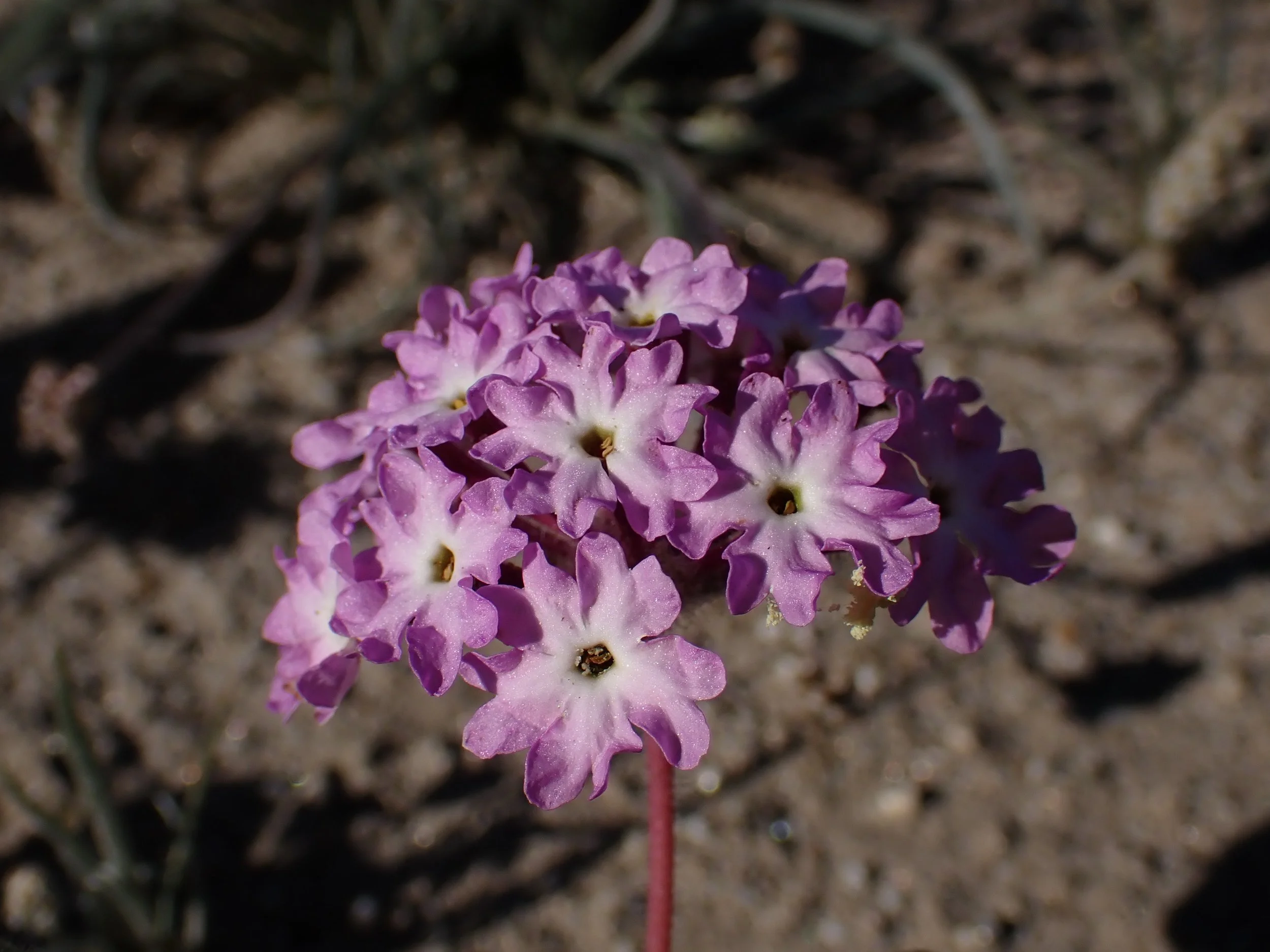 Abronia villosa // Desert Sand Verbena