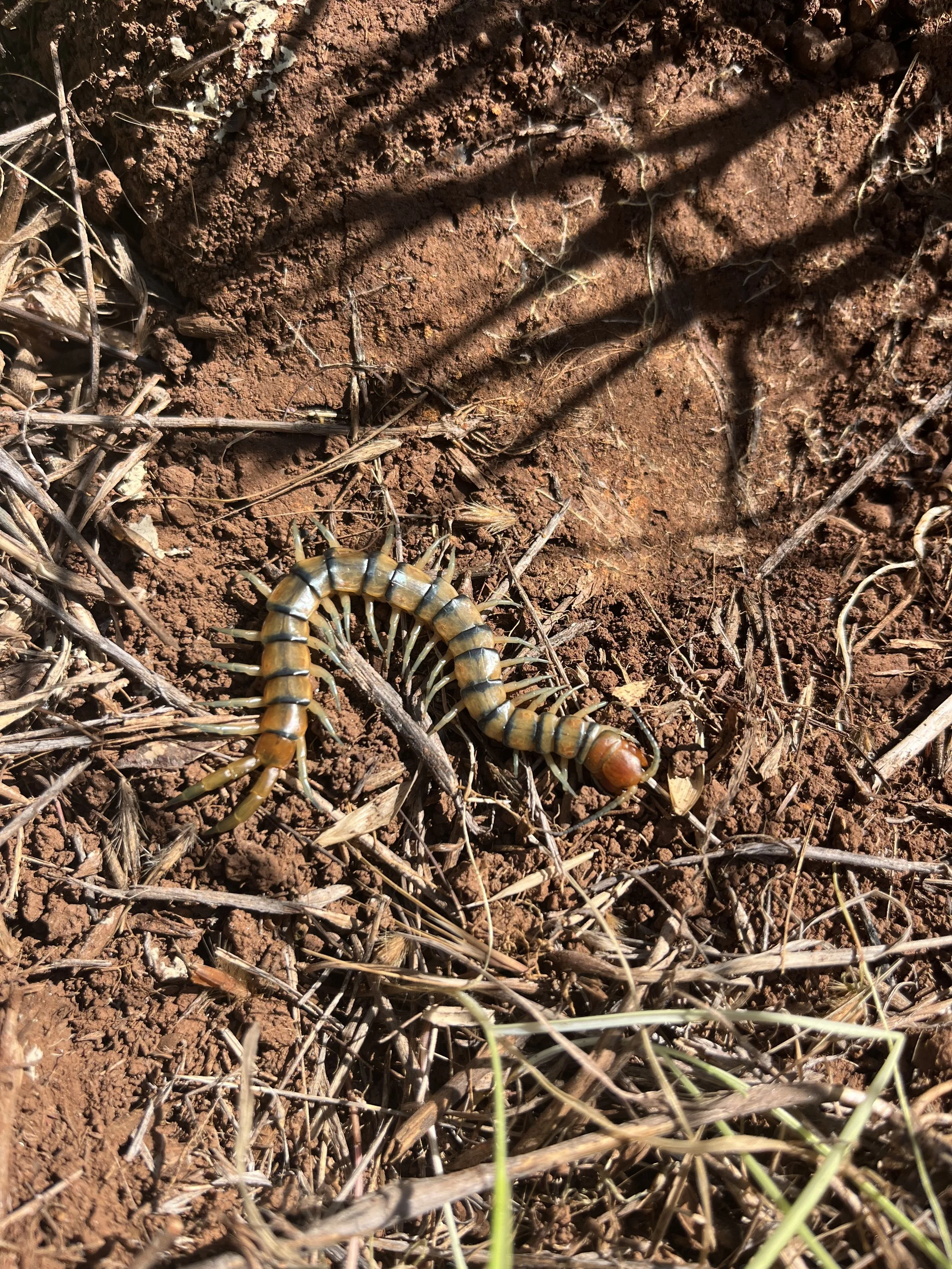 Scolopendra polymorpha // Common Desert Centipede