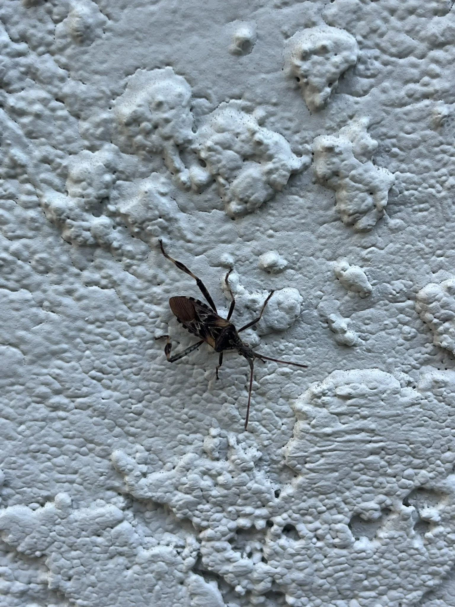 Leptoglossus occidentalis // Western Conifer Seed Bug