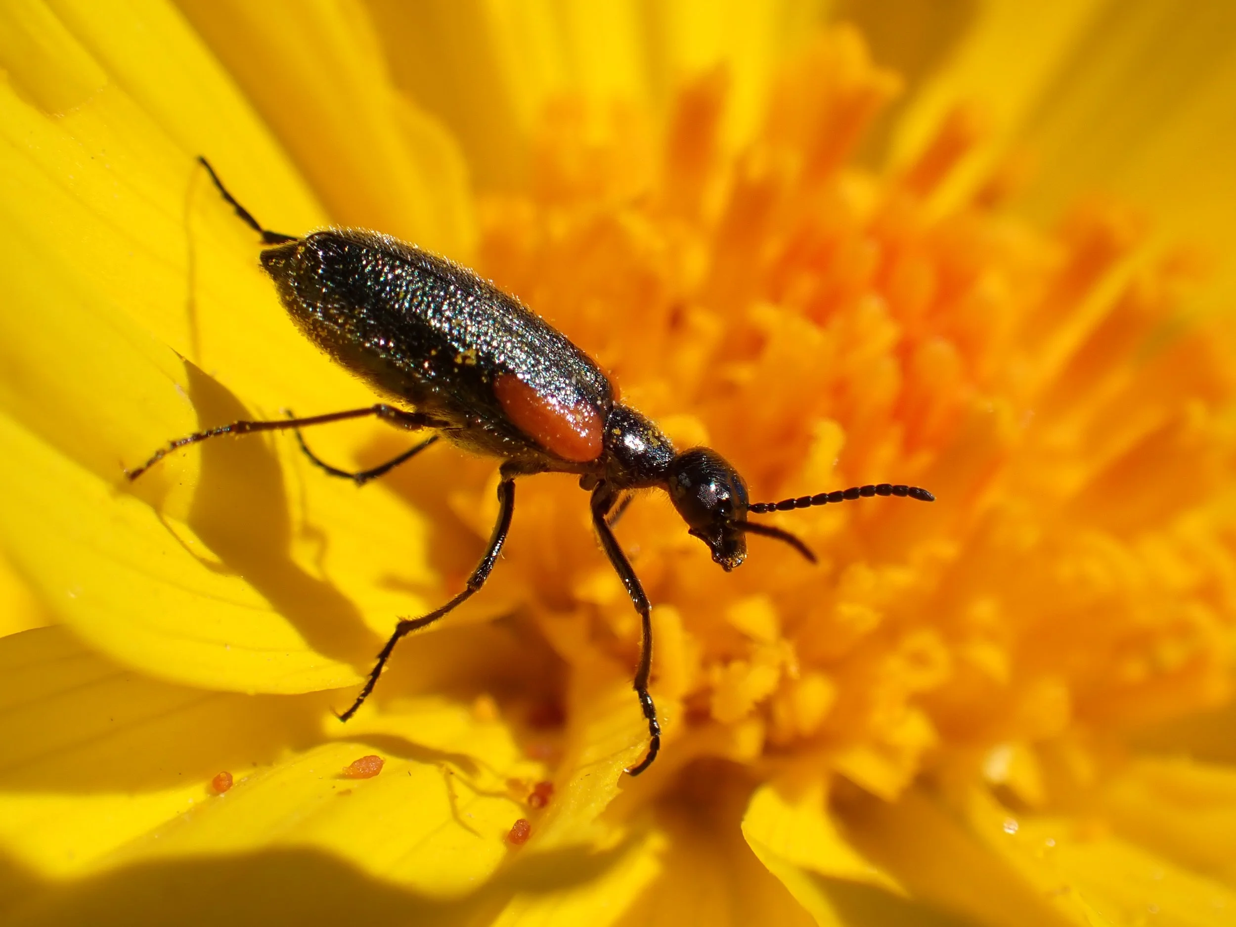 Eupompha elegans // Elegant Blister Beetle