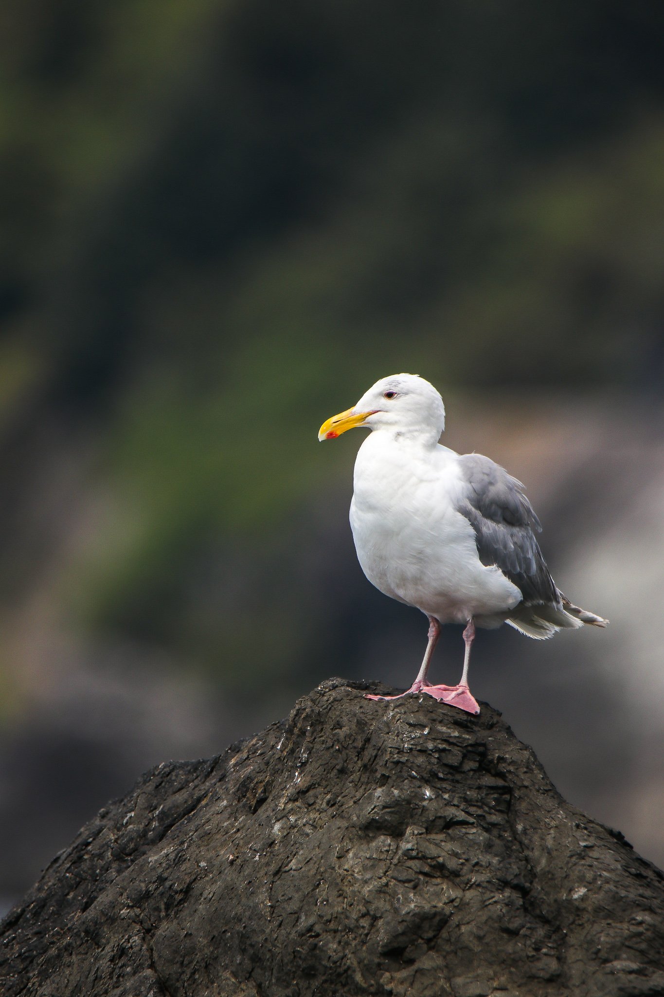 Western Gull // Larus occidentalis