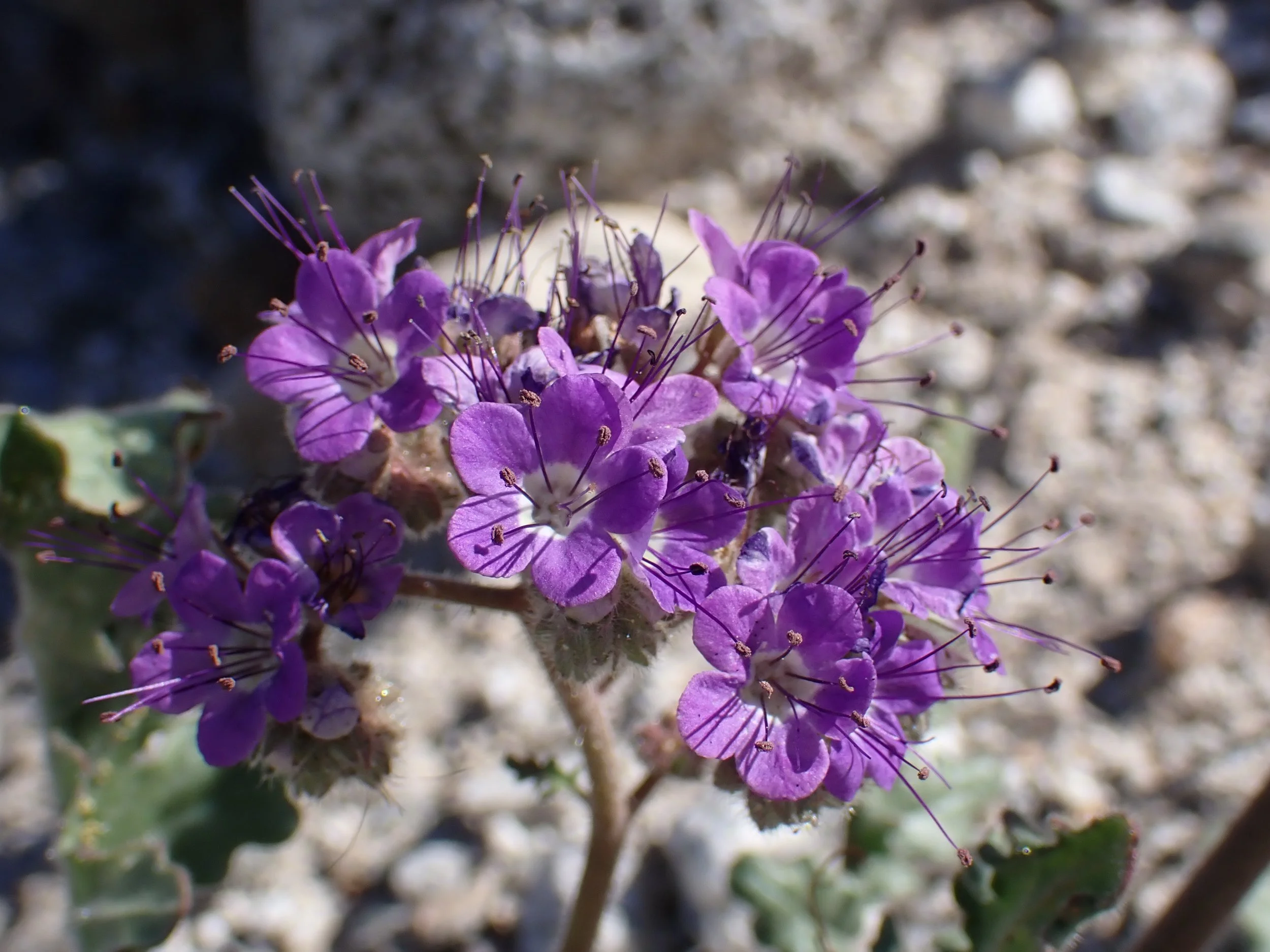 Phacelia crenulata // Notch-leaf Scorpionweed