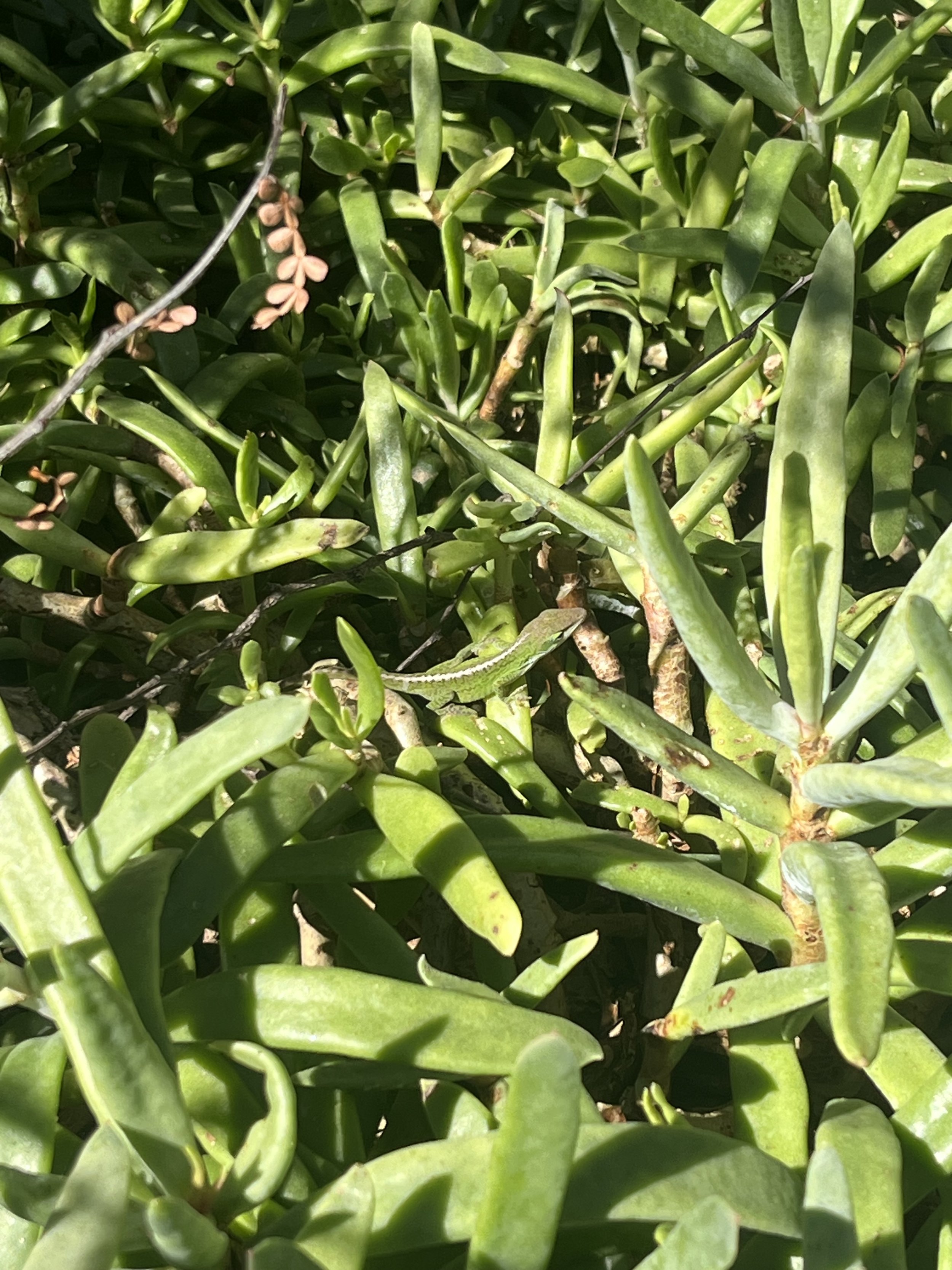 Anolis carolinensis // Green Anole