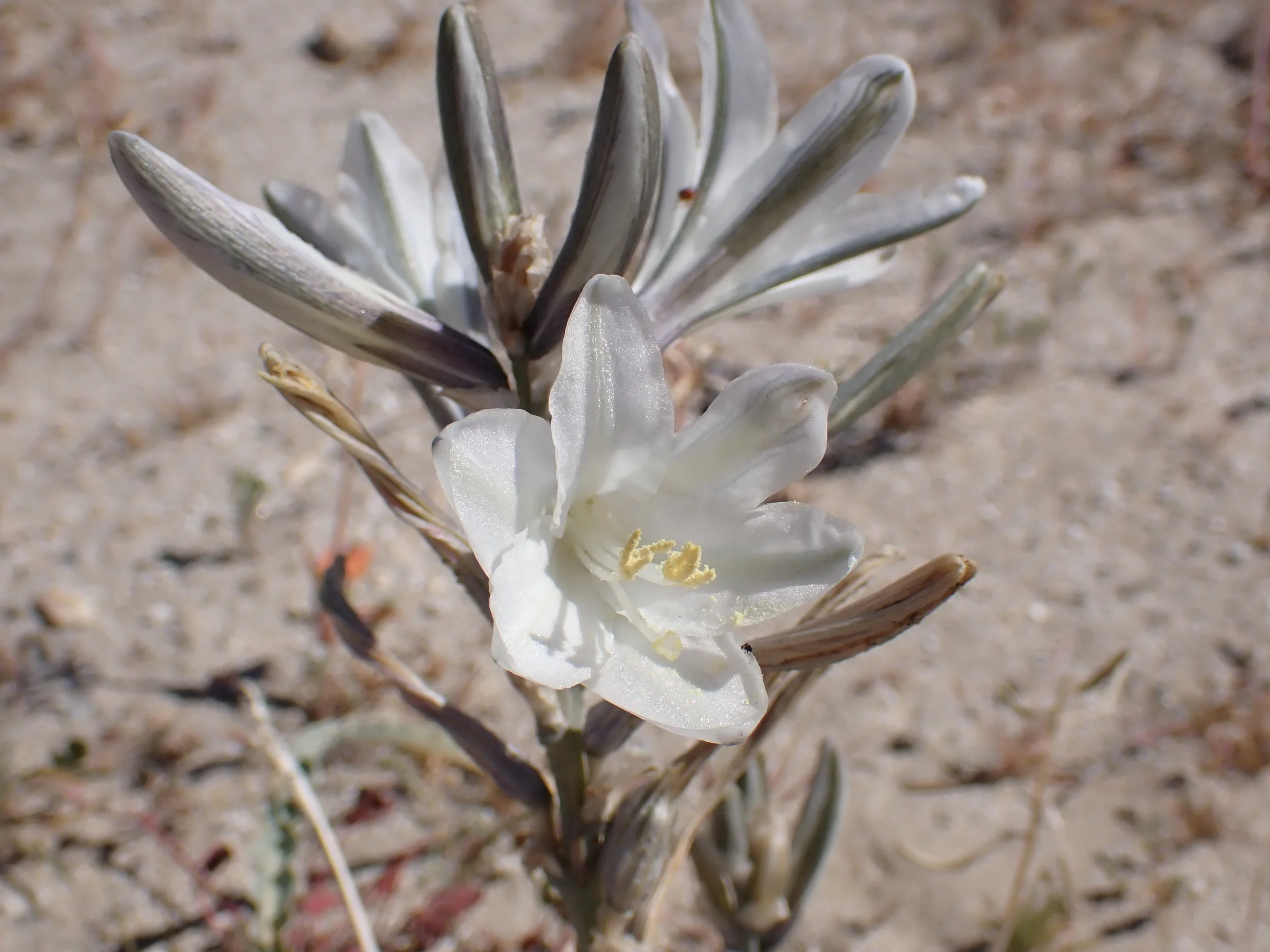 Hesperocallis undulata // Desert Lily