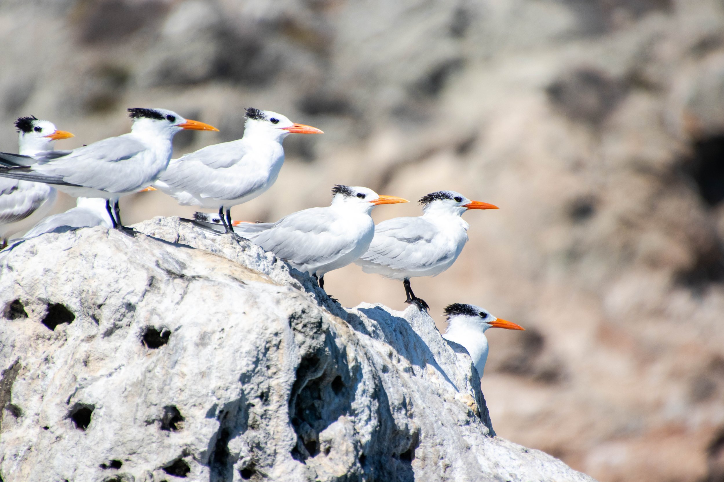 Royal Tern // Thalasseus maximus