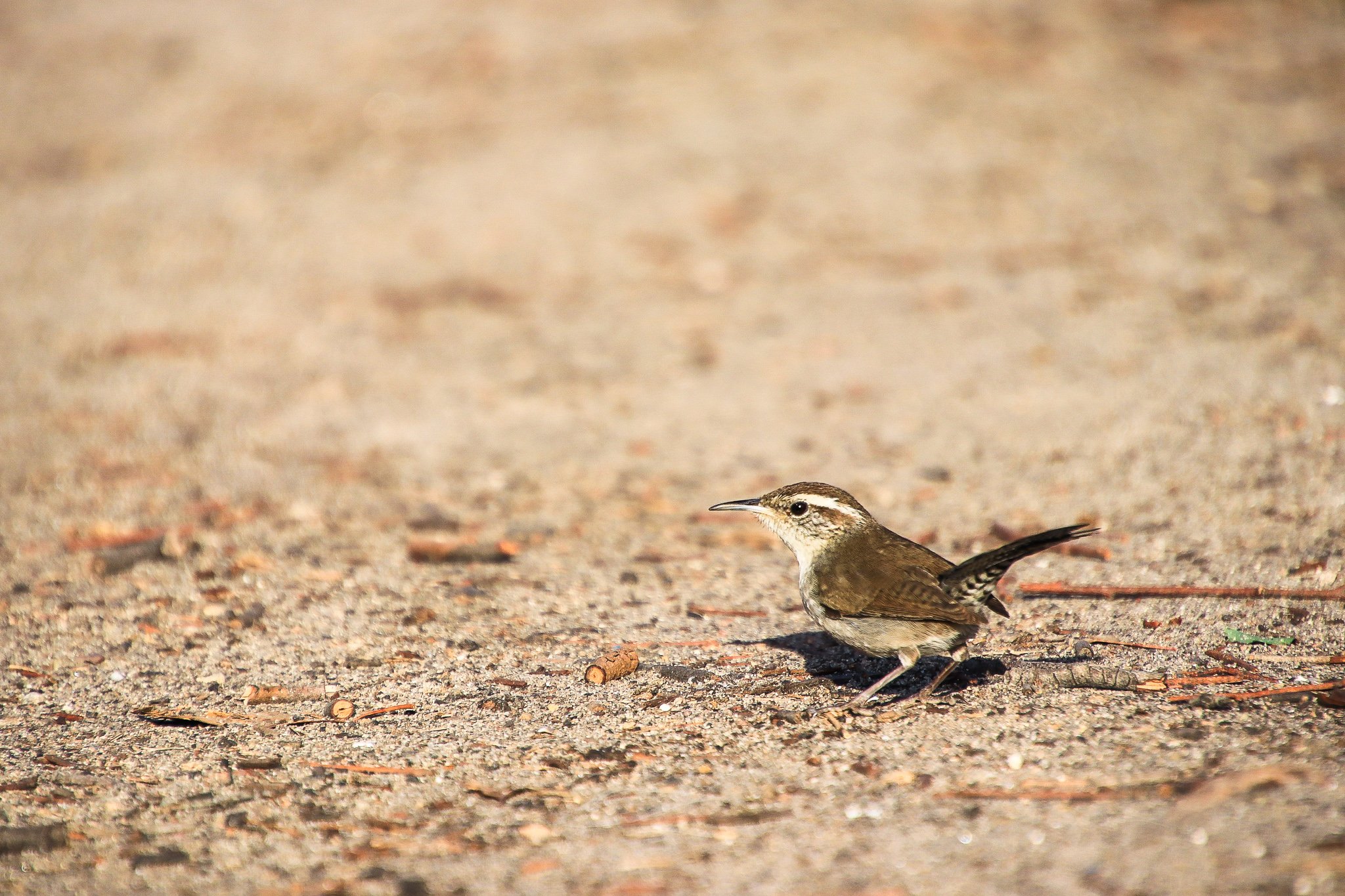 Bewick's Wren // Thryomanes bewickii