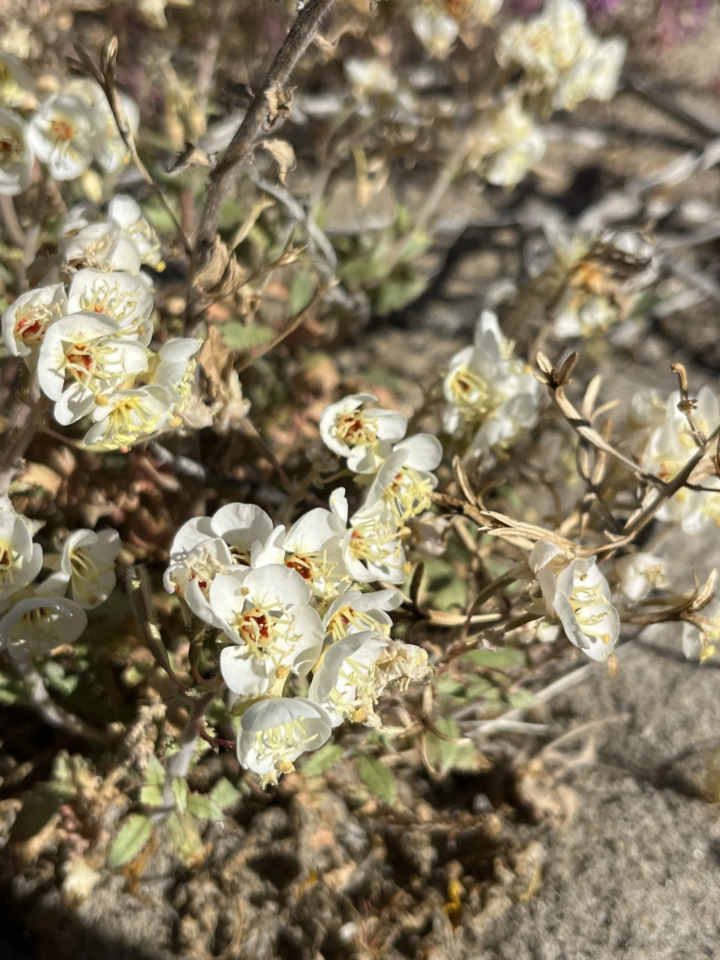 Chylismia claviformis // Browneyes