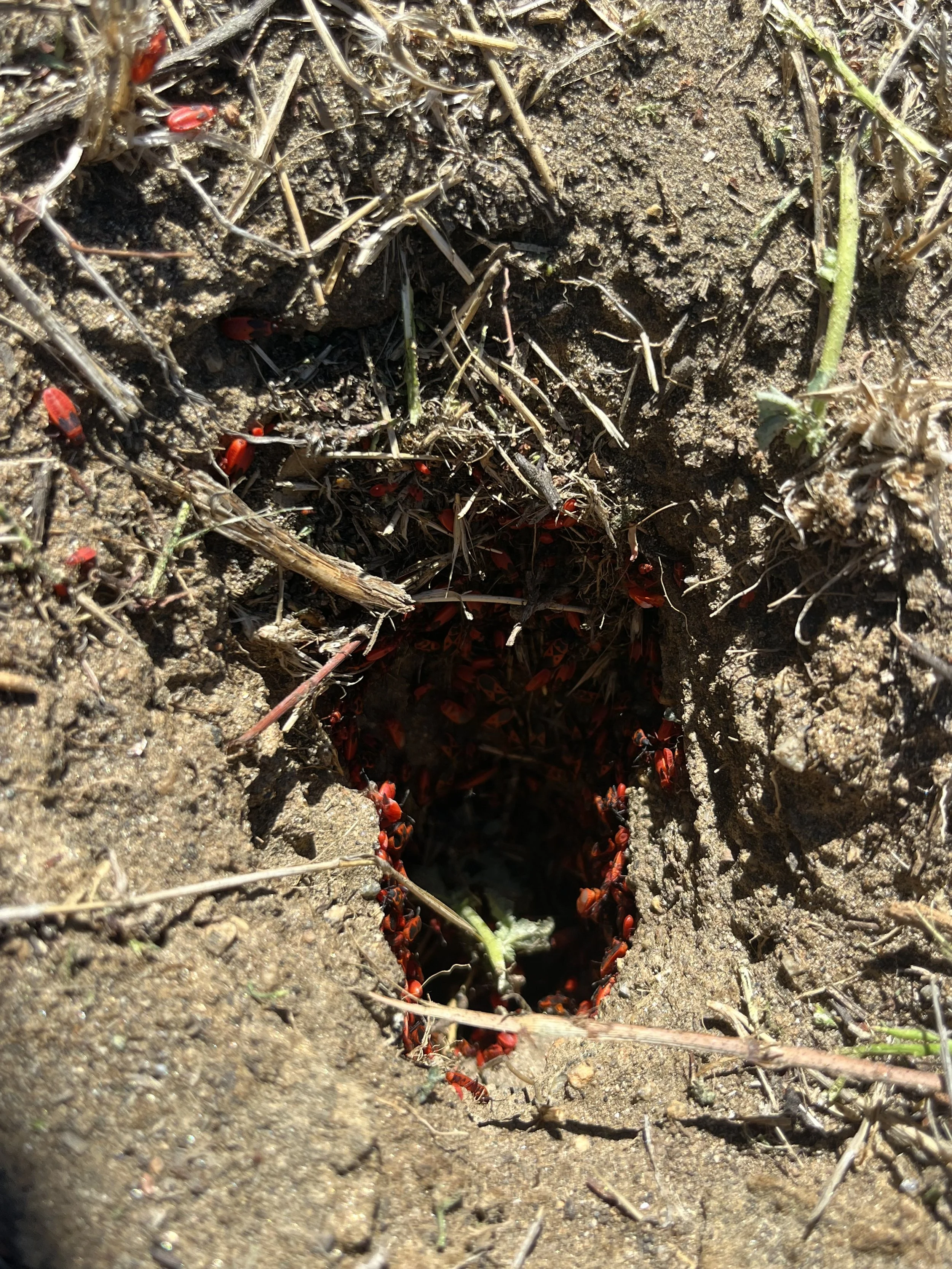 Scantius aegyptius // Mediterranean Red Bug 