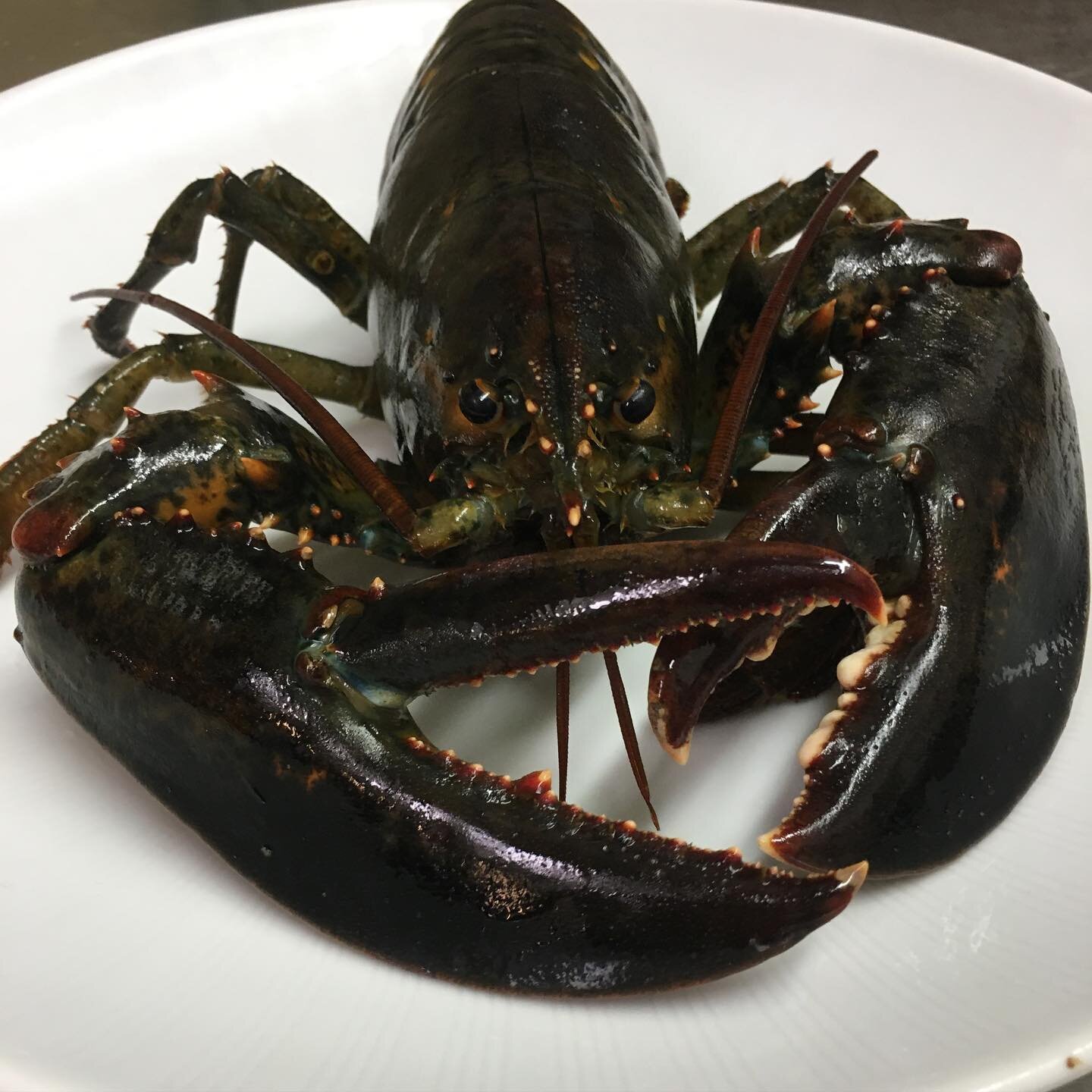 Reminder it&rsquo;s Maine Lobster Wednesday $31