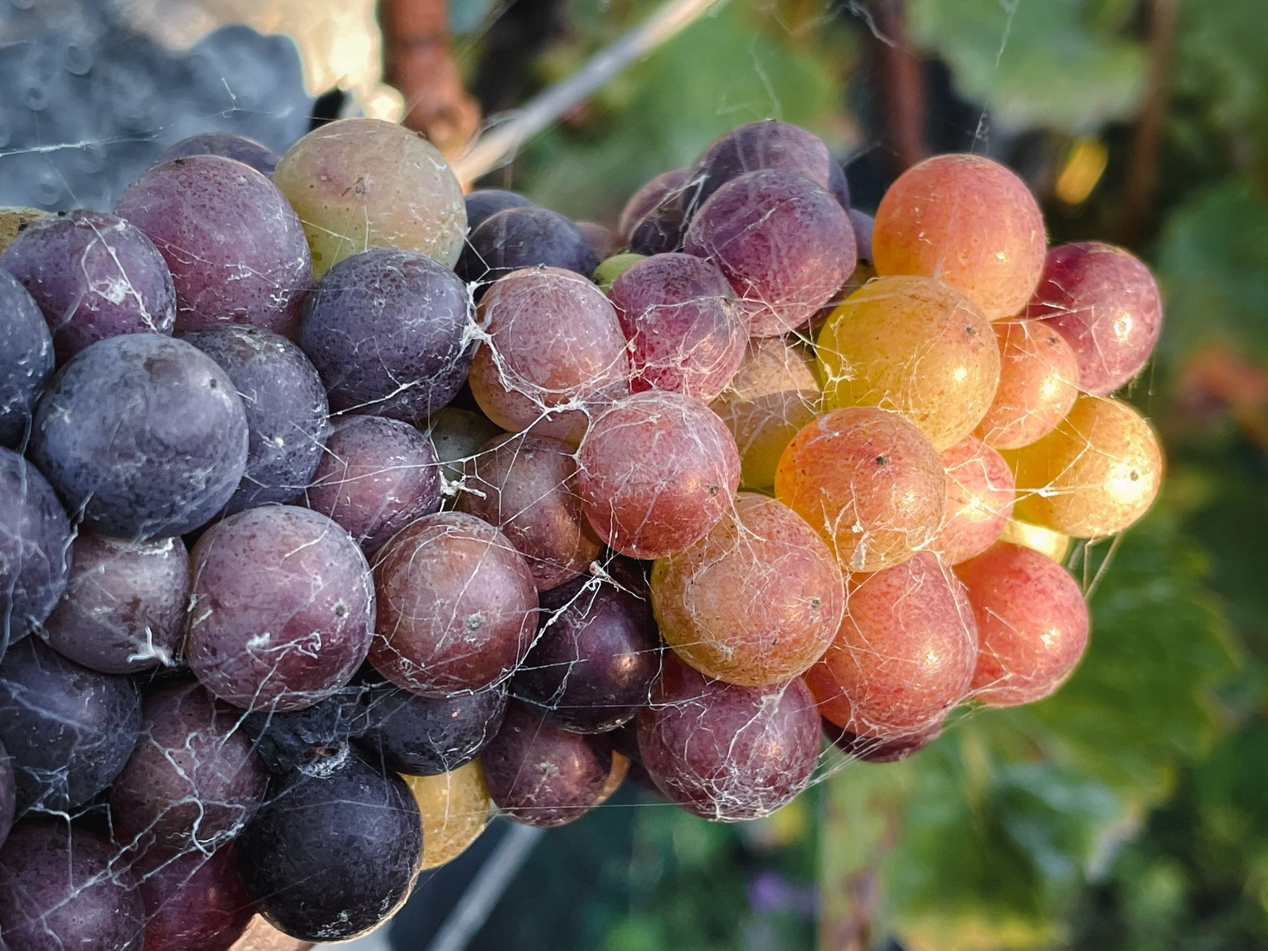 things I do — ground control wine