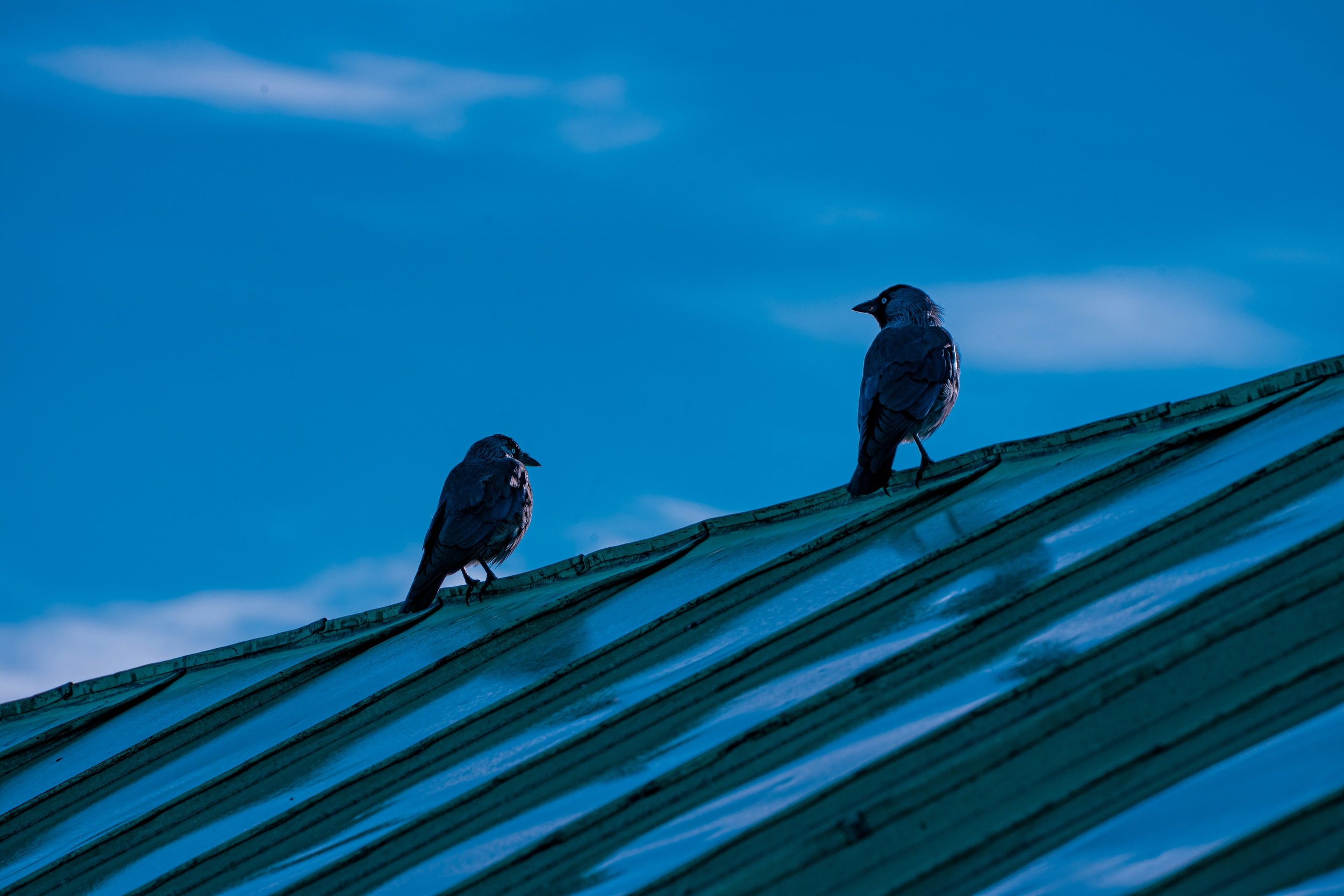 Two birds sit on a rooftop and face each other. They look like they are in a conversation.