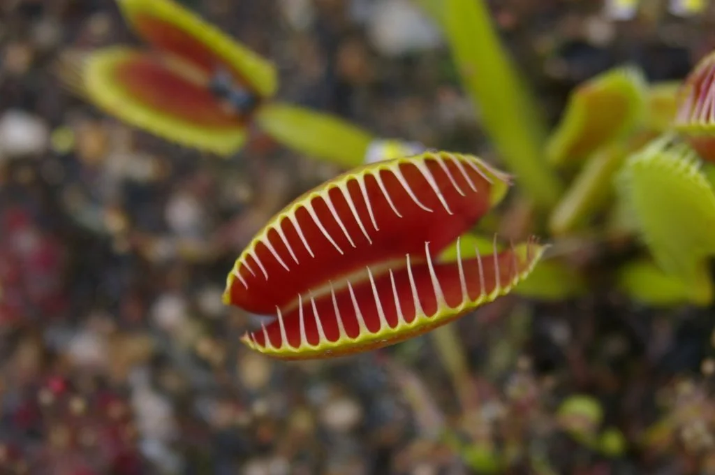 Venus fly trap.