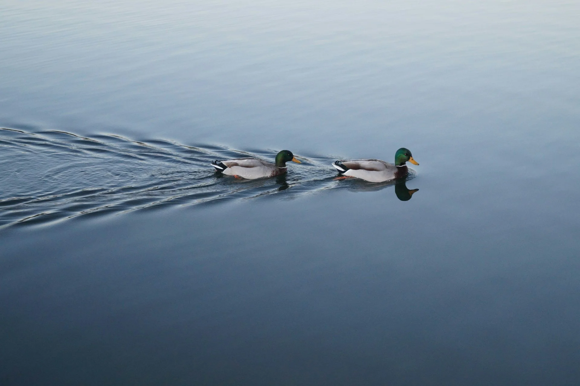 One duck leads another along a river.