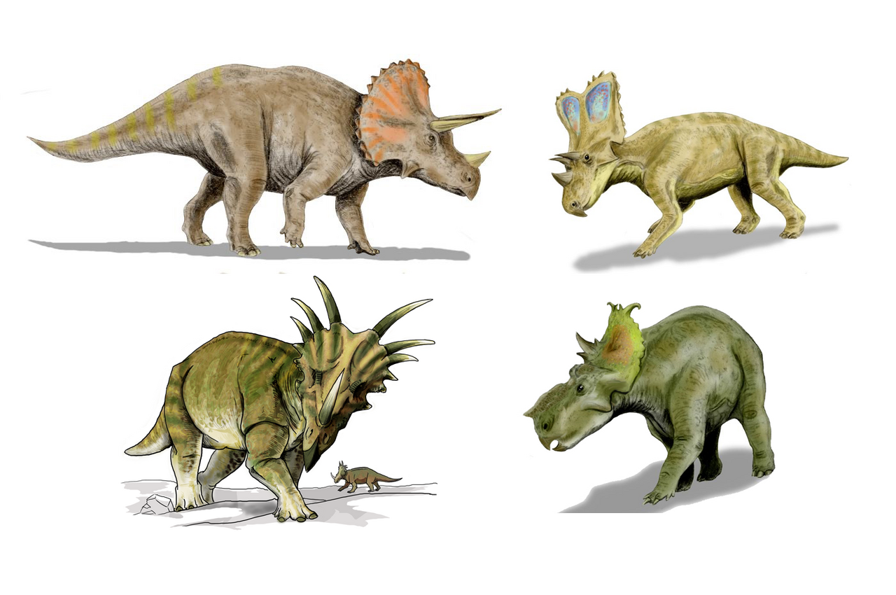 4 depictions of dinosaurs drawn by Nobu Tamura and LadyofHats known collectively as Ceratopsidae. The 4 dinosaurs are Triceratops, Chasmosaurus, Styracosaurus, Pachyrhinosaurus.