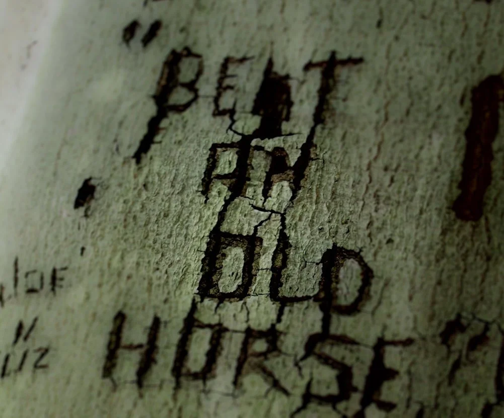 The words 'Beat an old horse' carved into a tree trunk.