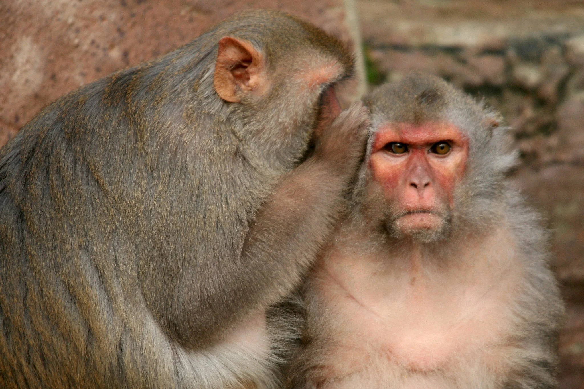 Two Rhesus monkeys at Blijdorp Zoo, Rotterdam, Netherlands. One whispers into the other's ear, as though telling it a secret.