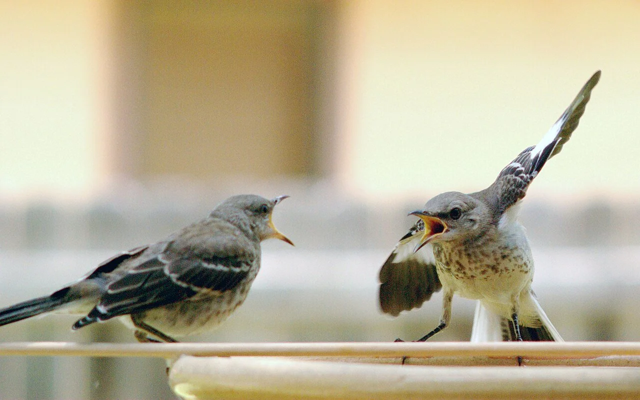 Two mockingbirds squawk at each other.